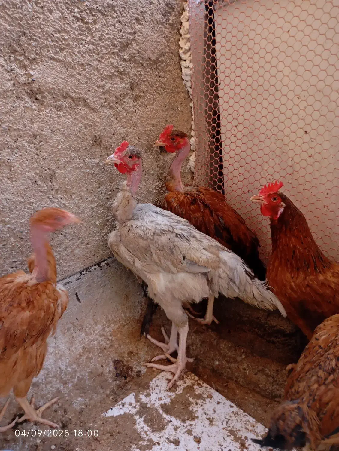 تعدادی نیمچه ۷ ماهه گردن لخت و لاری|حیوانات مزرعه|محمدشهر, محمدشهر|دیوار