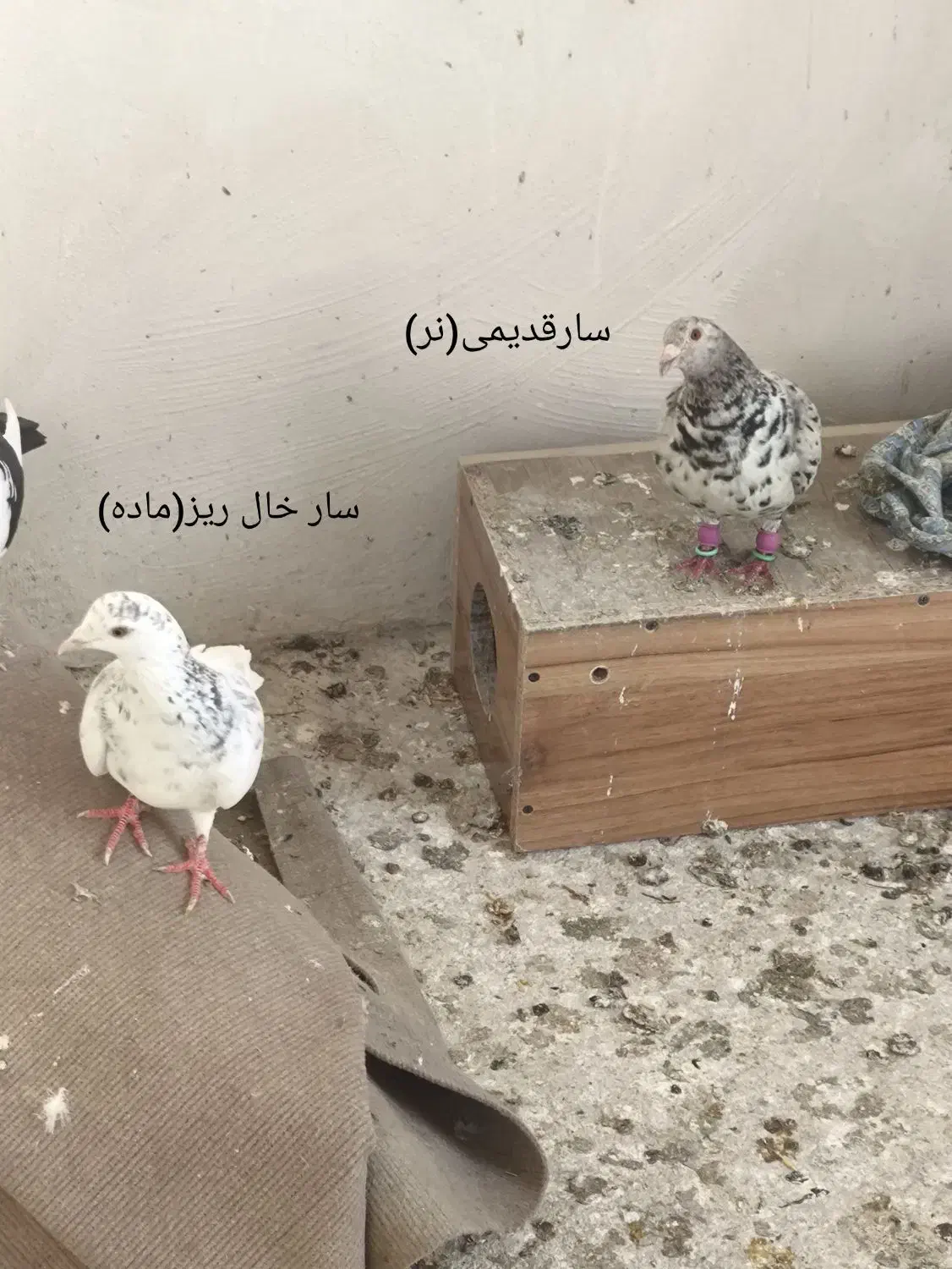 کبوتر|پرنده|فاروج, |دیوار