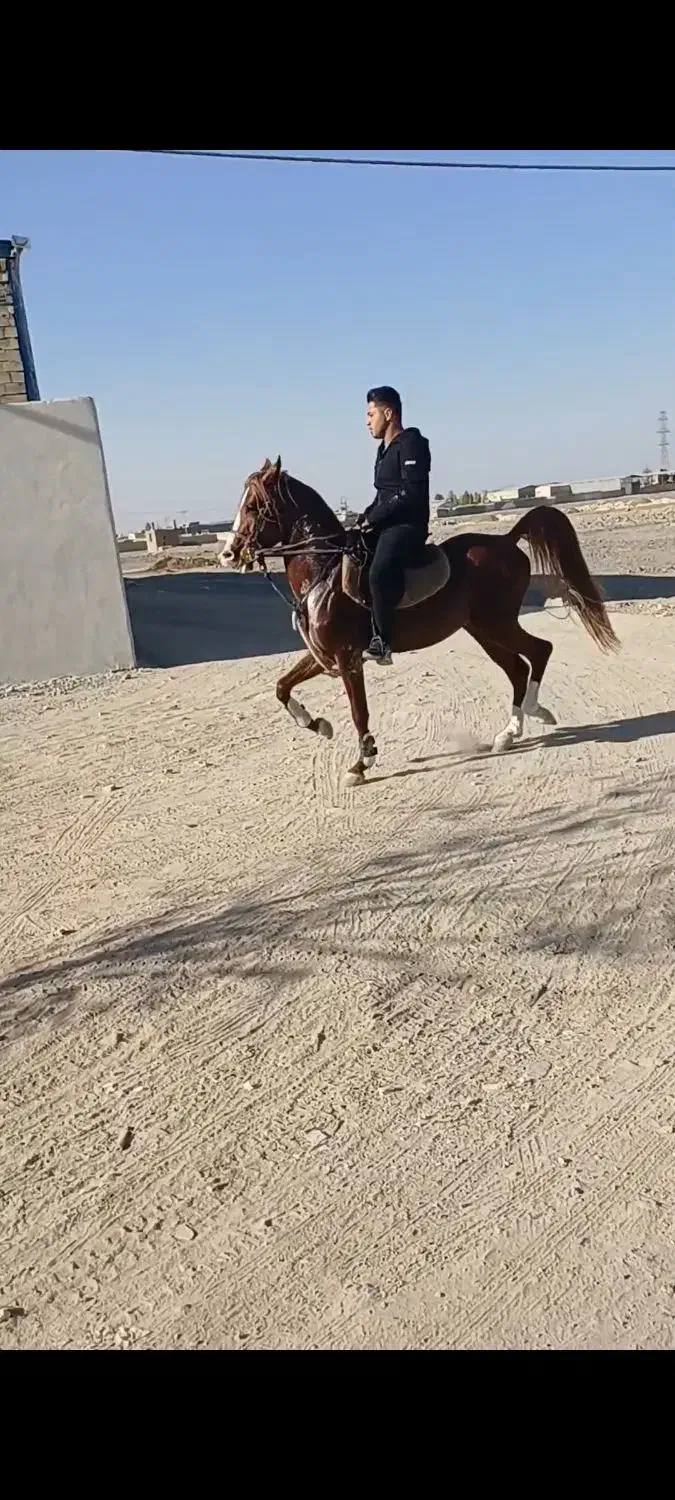 اسب کرد|اسب و تجهیزات اسب‌سواری|شهرکرد, |دیوار