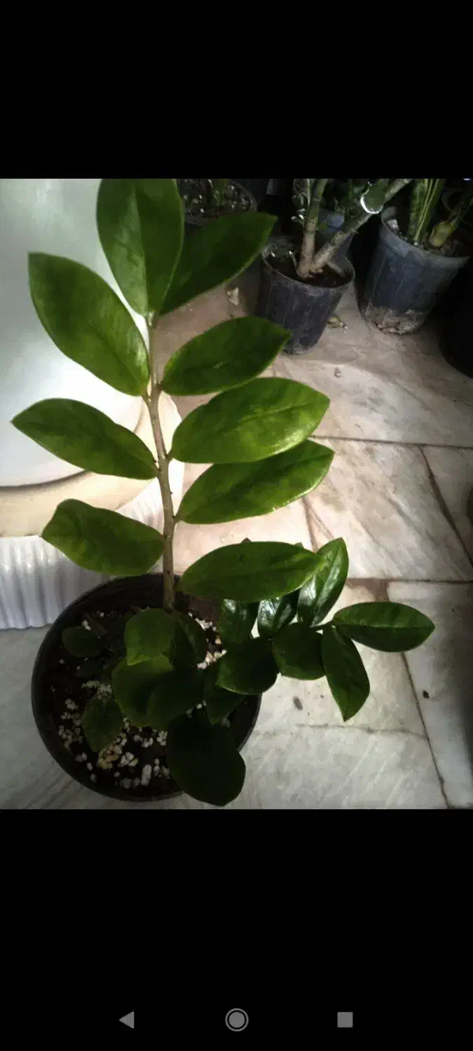 گل الوکازیو|گل و گیاه طبیعی|بروجرد, |دیوار