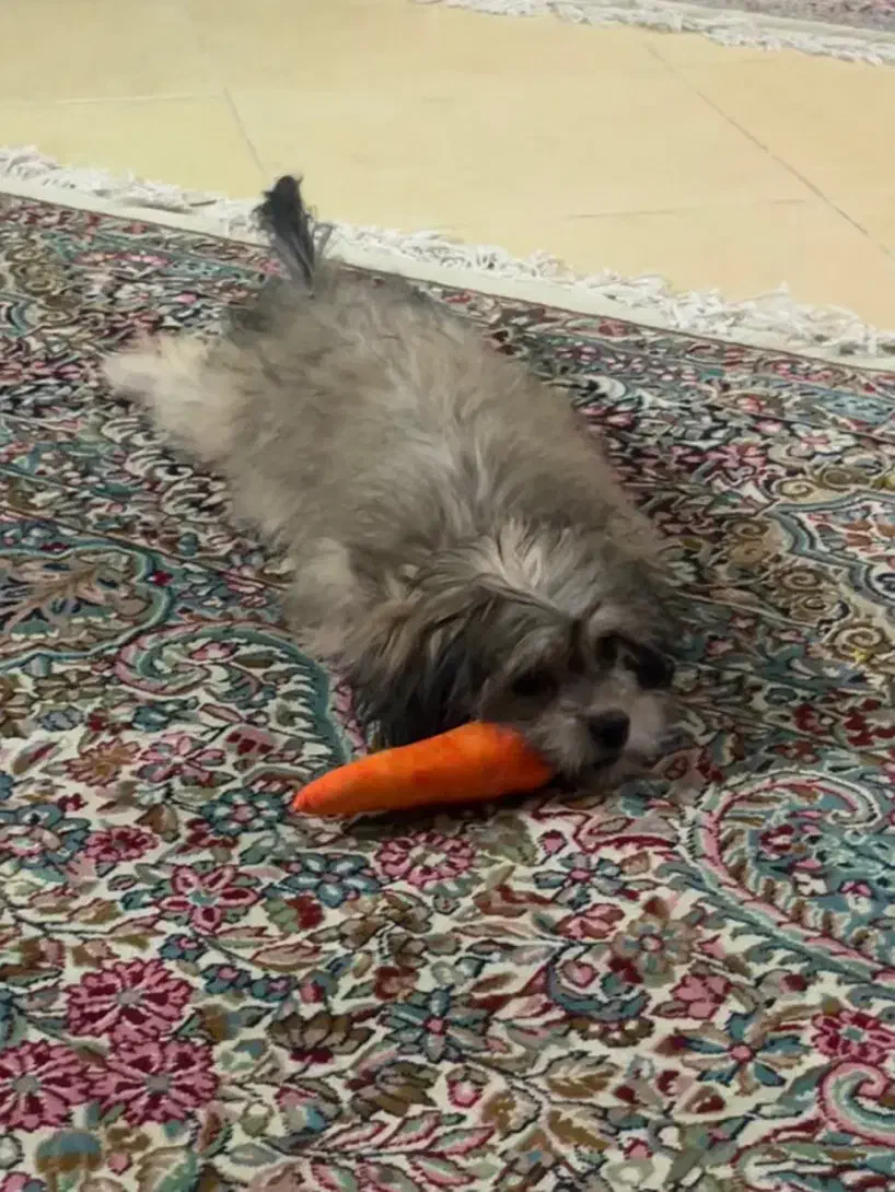 سگ شیتزو سوپر فلت|سگ|کرمان, |دیوار