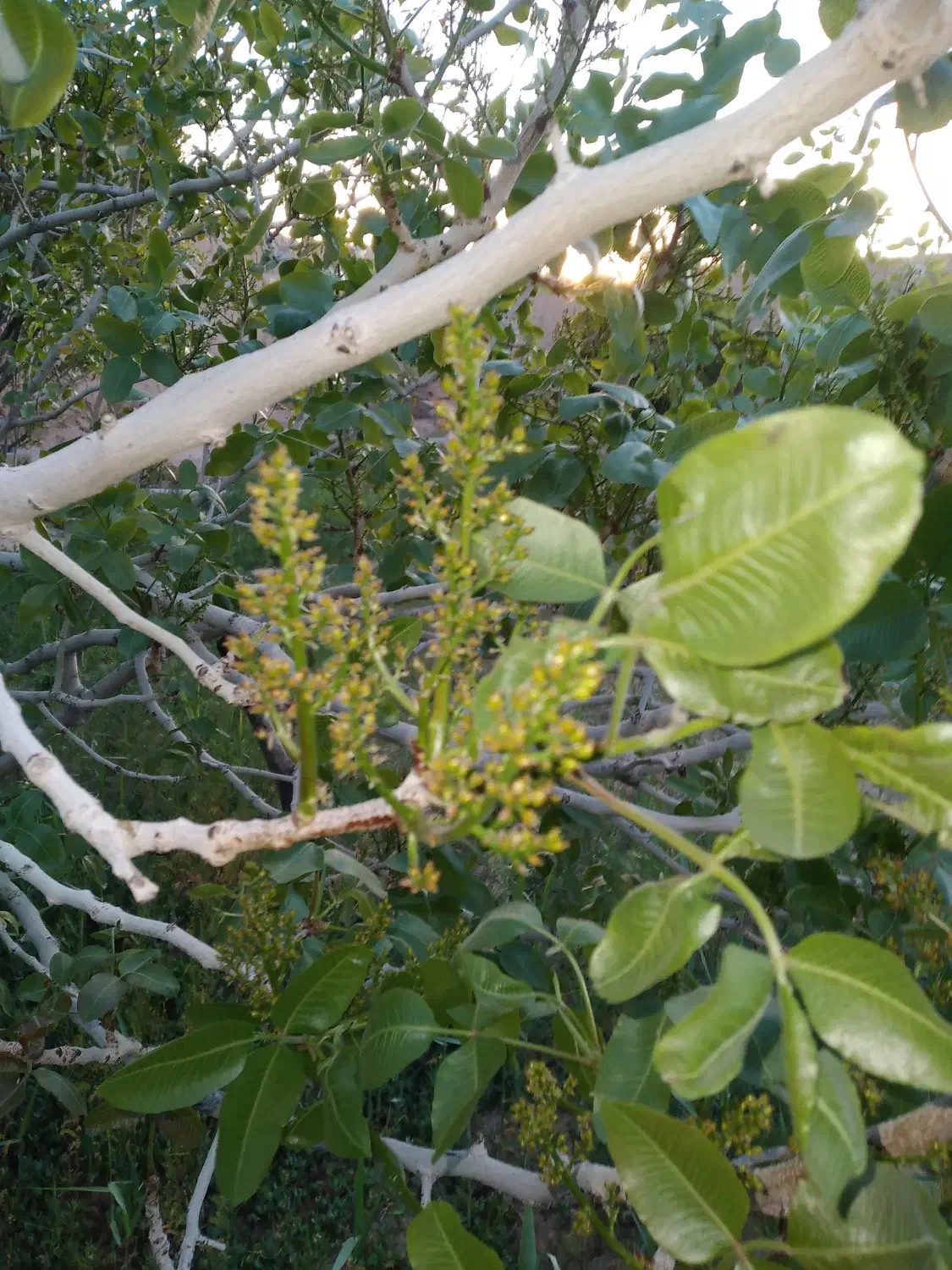 فروش باغ کوچک|فروش خانه و ویلا|امیرآباد, |دیوار