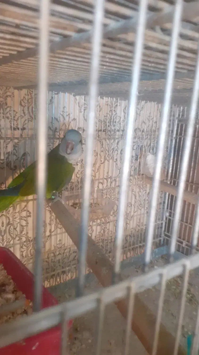 راهب مولد|پرنده|کرج, چمن|دیوار