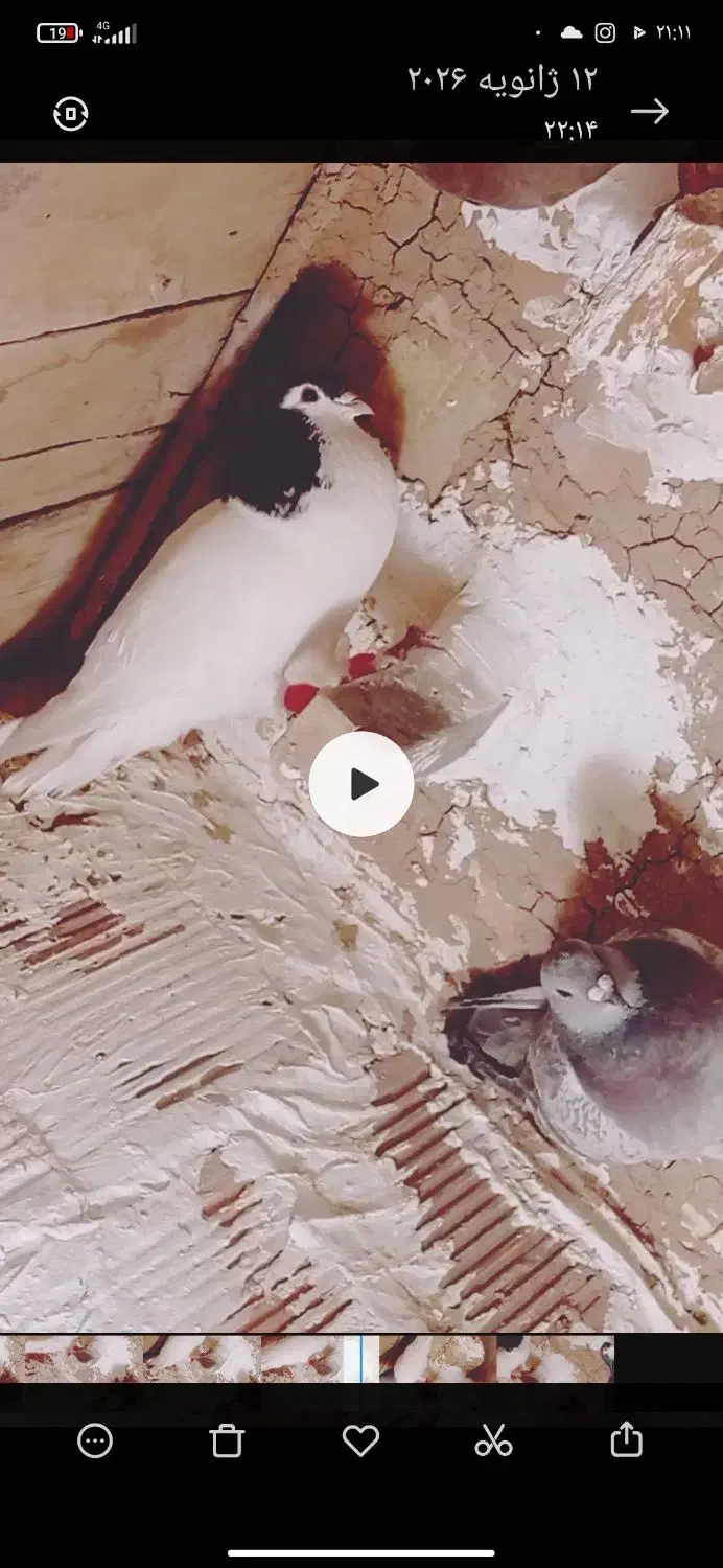 کفتر گم کردم|حیوانات|زرند, |دیوار