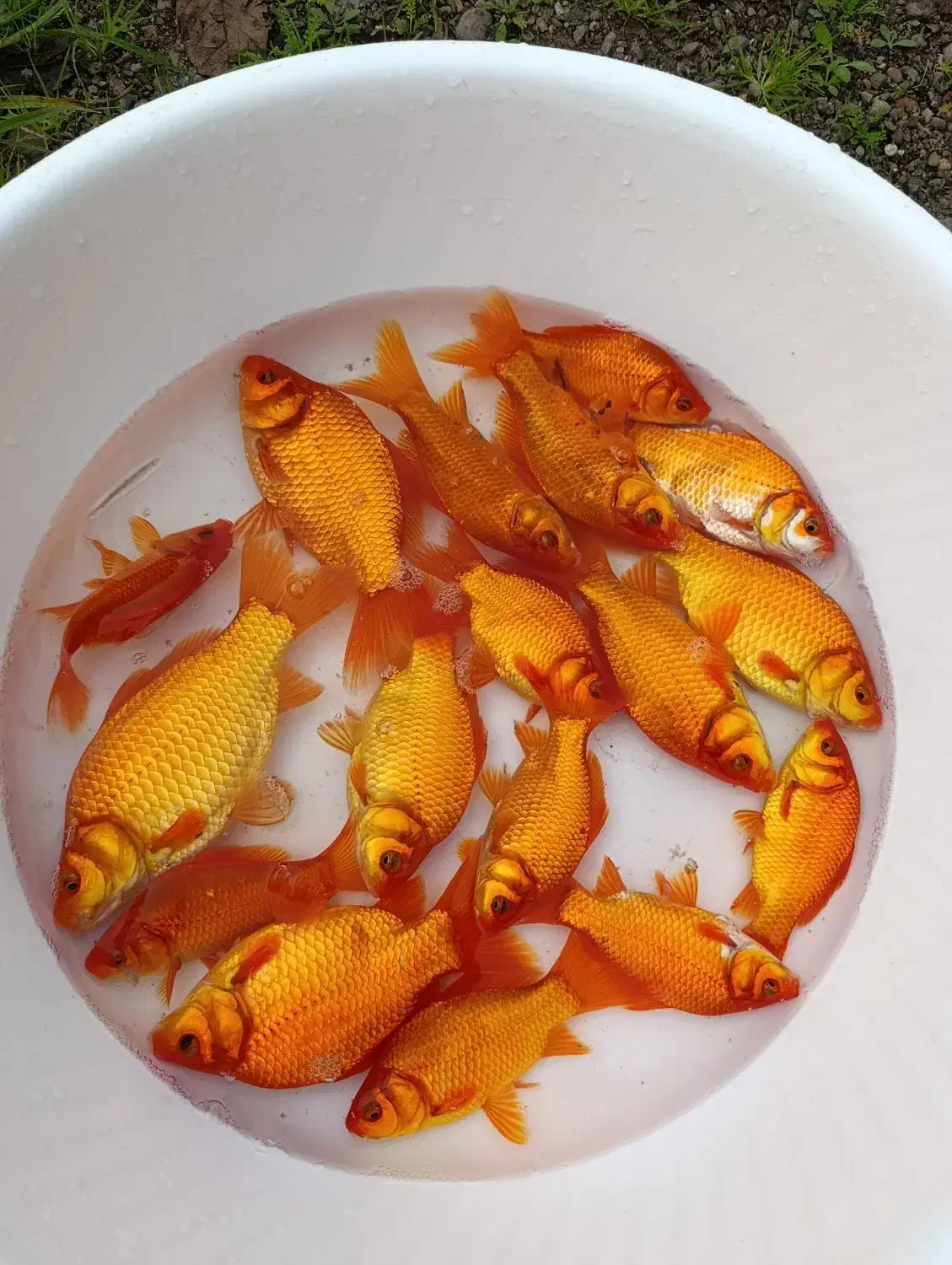 ماهی قرمز|ماهی|سنگر, |دیوار