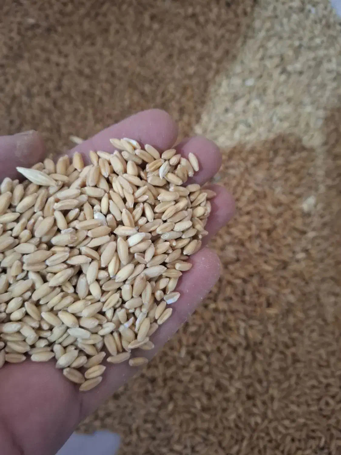 فروش گندم دیم|عمده‌فروشی|آبیک, |دیوار