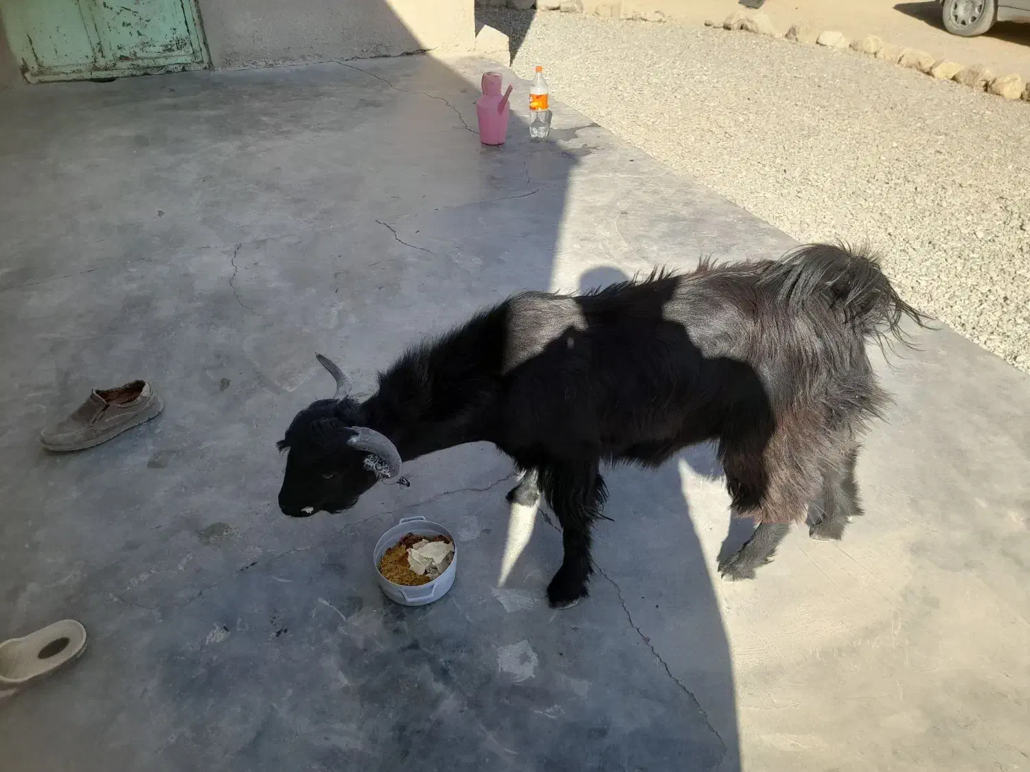 کهره نر|حیوانات مزرعه|گتیج, |دیوار