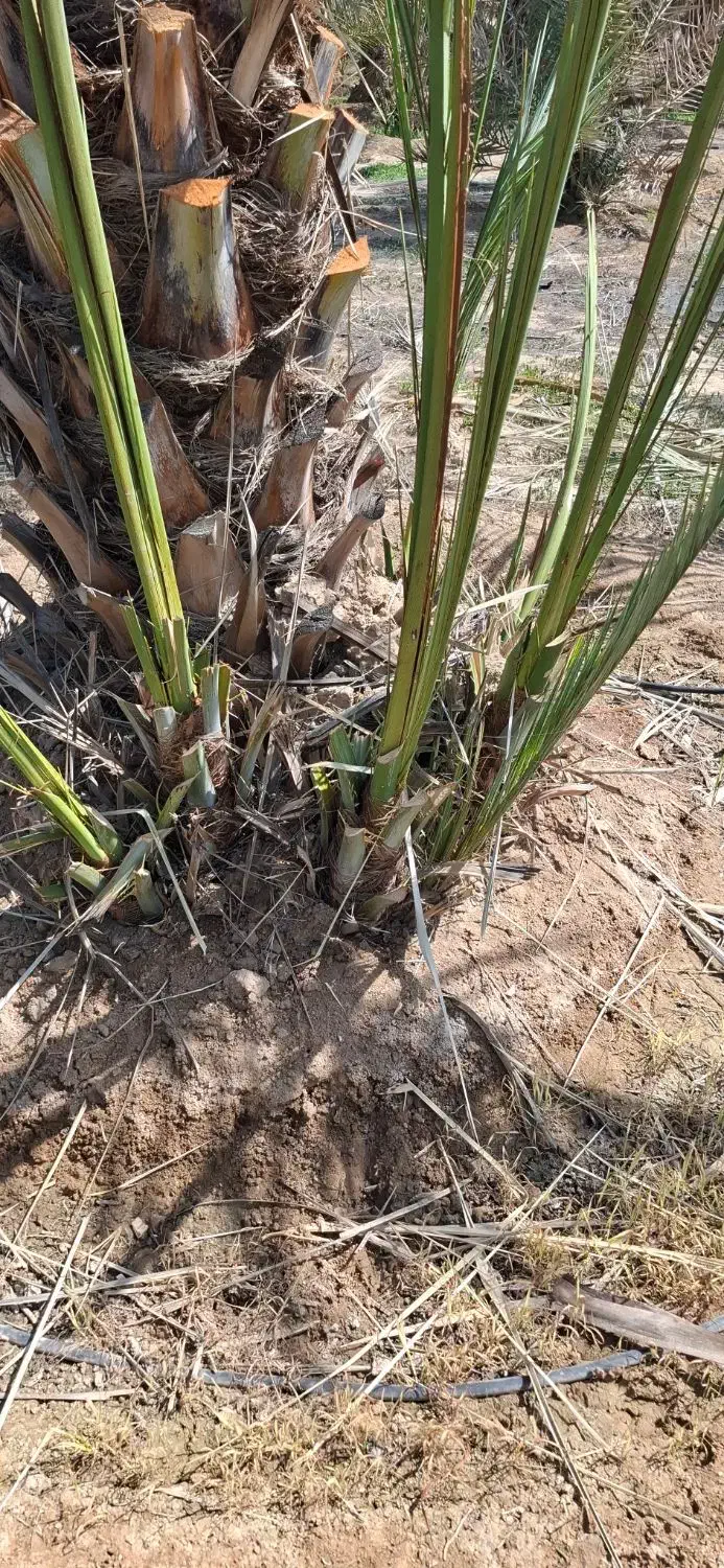 فروش پاجوش نخل زاهدی و کبکاب|خدمات باغبانی و درختکاری|قیروکارزین, |دیوار