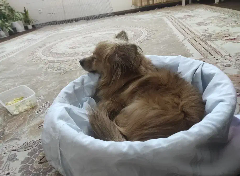 پامر روباهی|سگ|شاهینشهر, مسکن مهر|دیوار