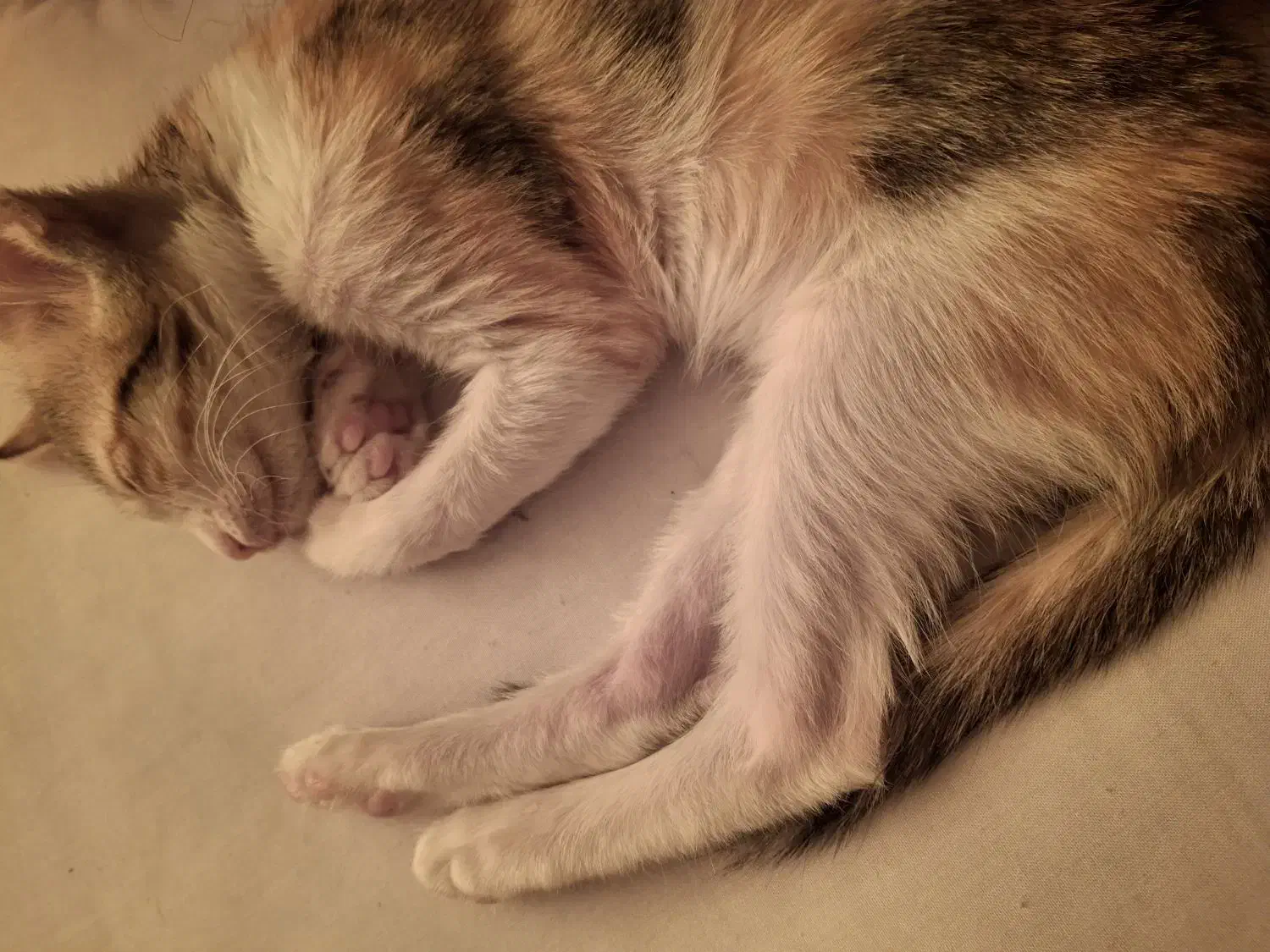 واگذاری گربه|گربه|بندر ماهشهر, |دیوار