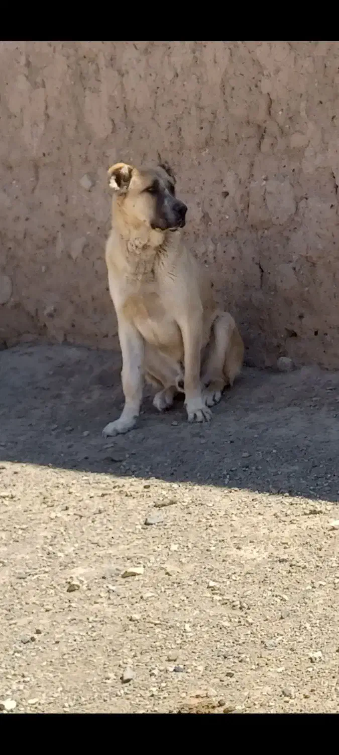 سگ سرابی|سگ|اراک, |دیوار