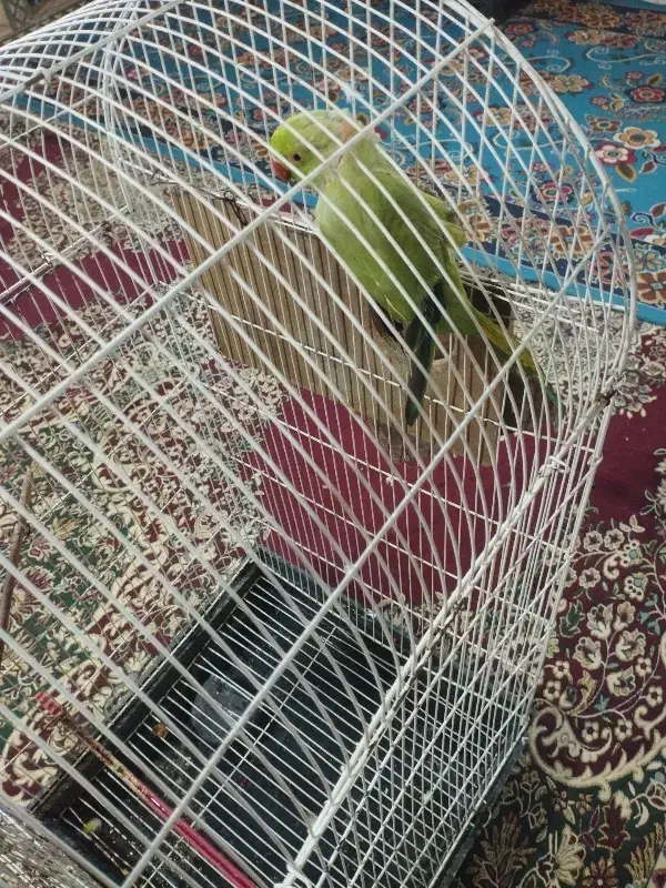 طوطی ملنگو|پرنده|سراوان, |دیوار