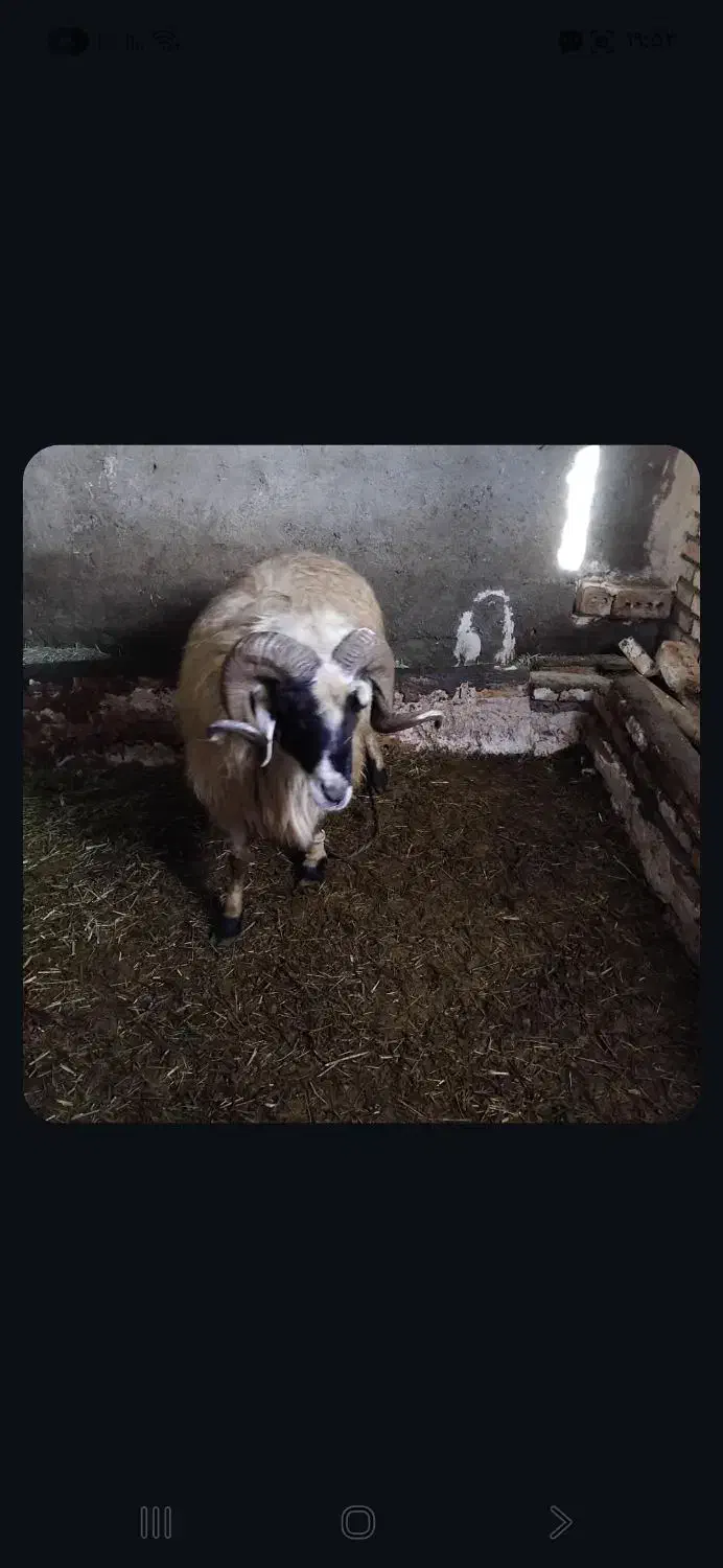 فروش قوچ اصل1ساله|حیوانات مزرعه|بازرگان, |دیوار