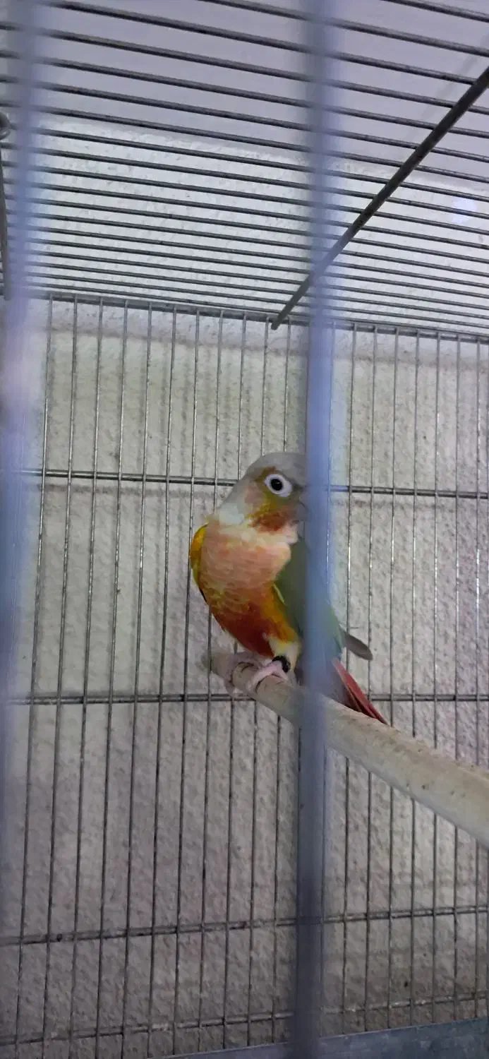 طوطی گرینچیک نر و جفت مولد تضمینی|پرنده|تهران, مجیدآباد|دیوار