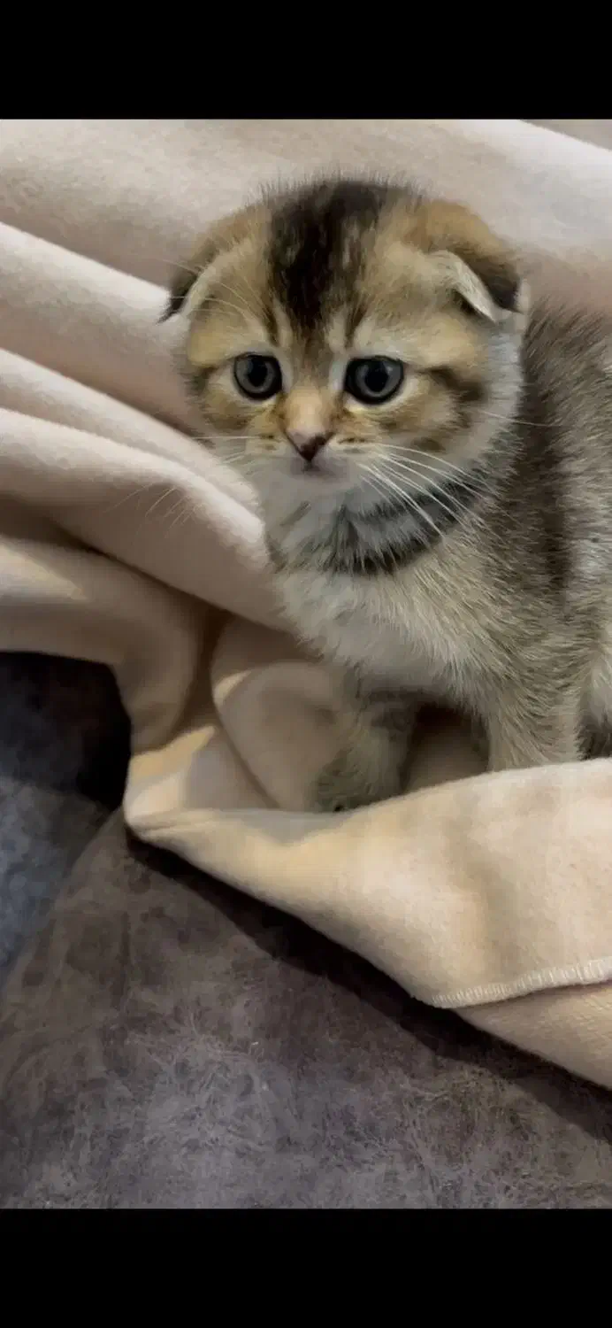 گلدون کوچولو|گربه|تهران, دانشگاه شریف|دیوار