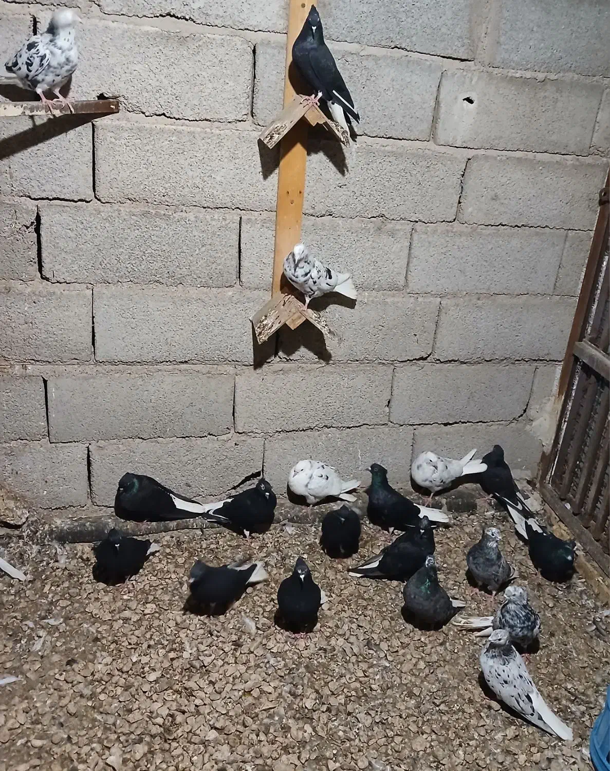 دمسفید ۲۰ عدد|پرنده|خرمشهر, |دیوار