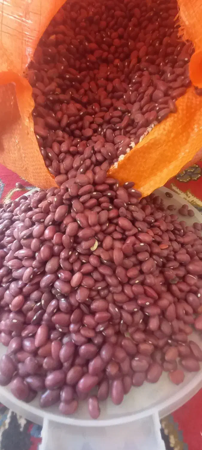 لوبیاقرمز|عمدهفروشی|بهار, |دیوار