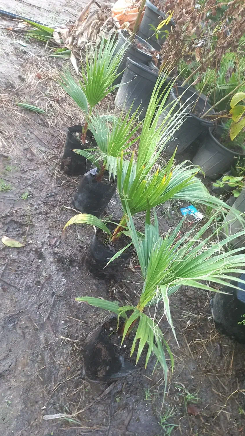 پالم|گل و گیاه طبیعی|آستارا, |دیوار