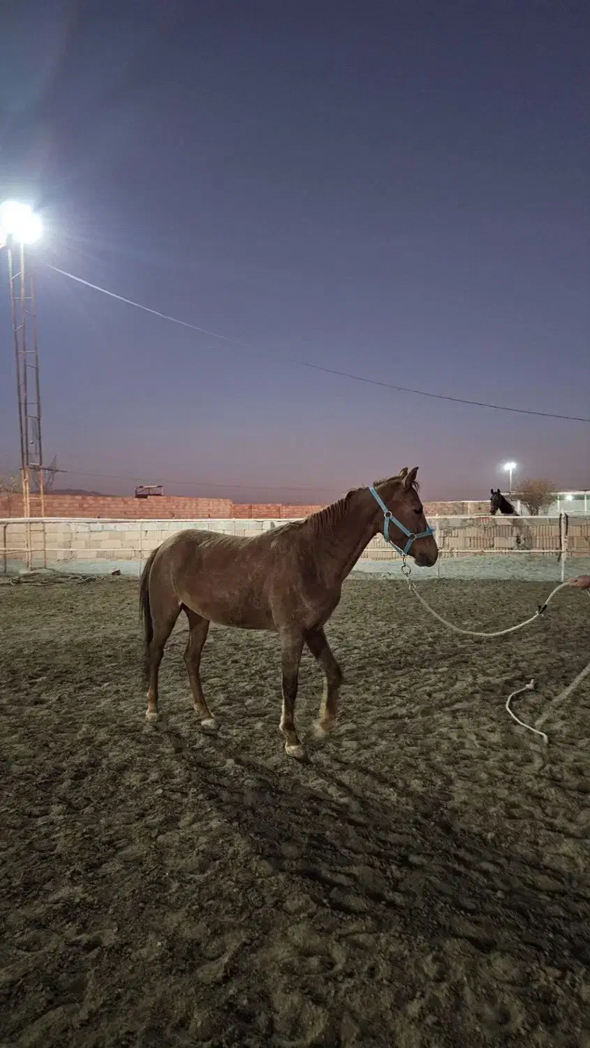 اسب|اسب و تجهیزات اسب‌سواری|سبزوار, قصبه غربی|دیوار