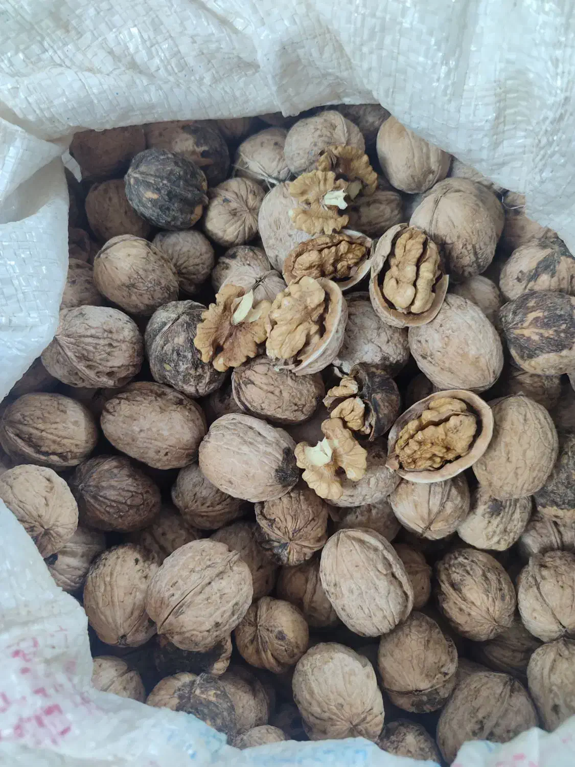 گردو امسال|خوردنی و آشامیدنی|سبزوار, غرب نیروگاه|دیوار