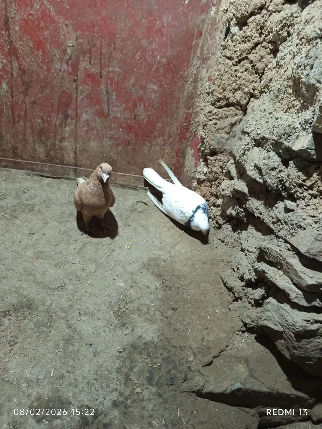 کبوتر|حیوانات|مریوان, |دیوار