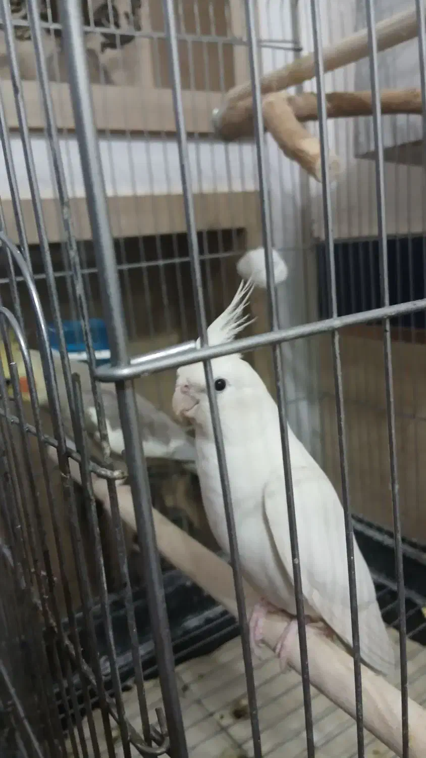 عروس هلندی مولد تضمینی|پرنده|پارس‌آباد, |دیوار