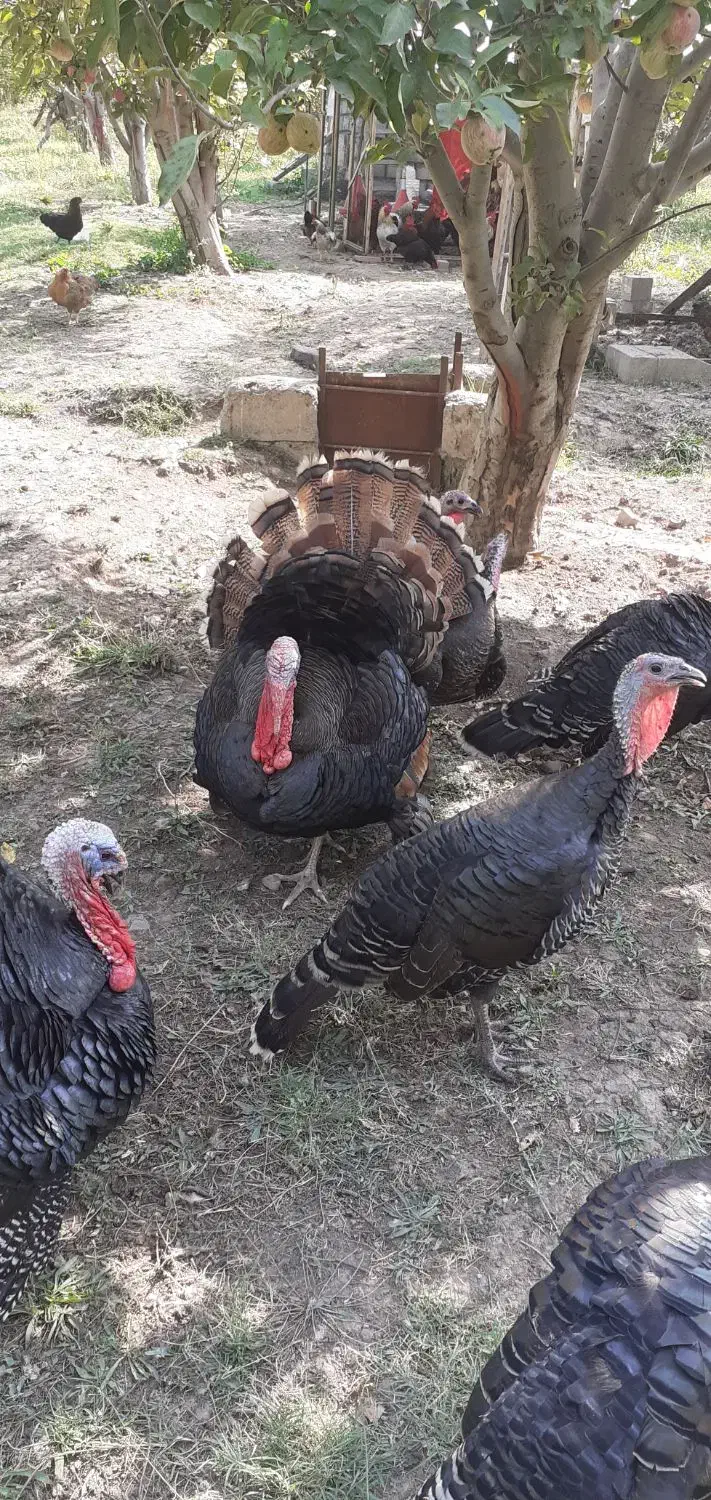 خروس محلی+بوقلمون نر|حیوانات مزرعه|مشگین شهر, |دیوار