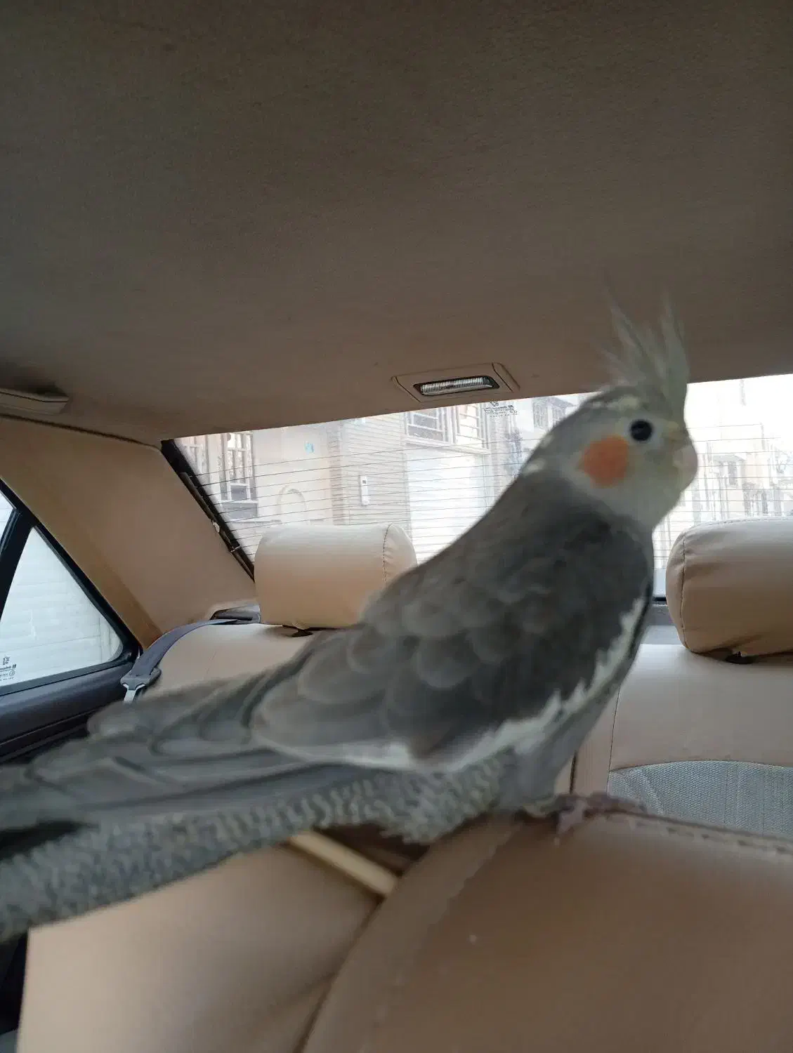 عروس هلندی|پرنده|شاهینشهر, عطار|دیوار