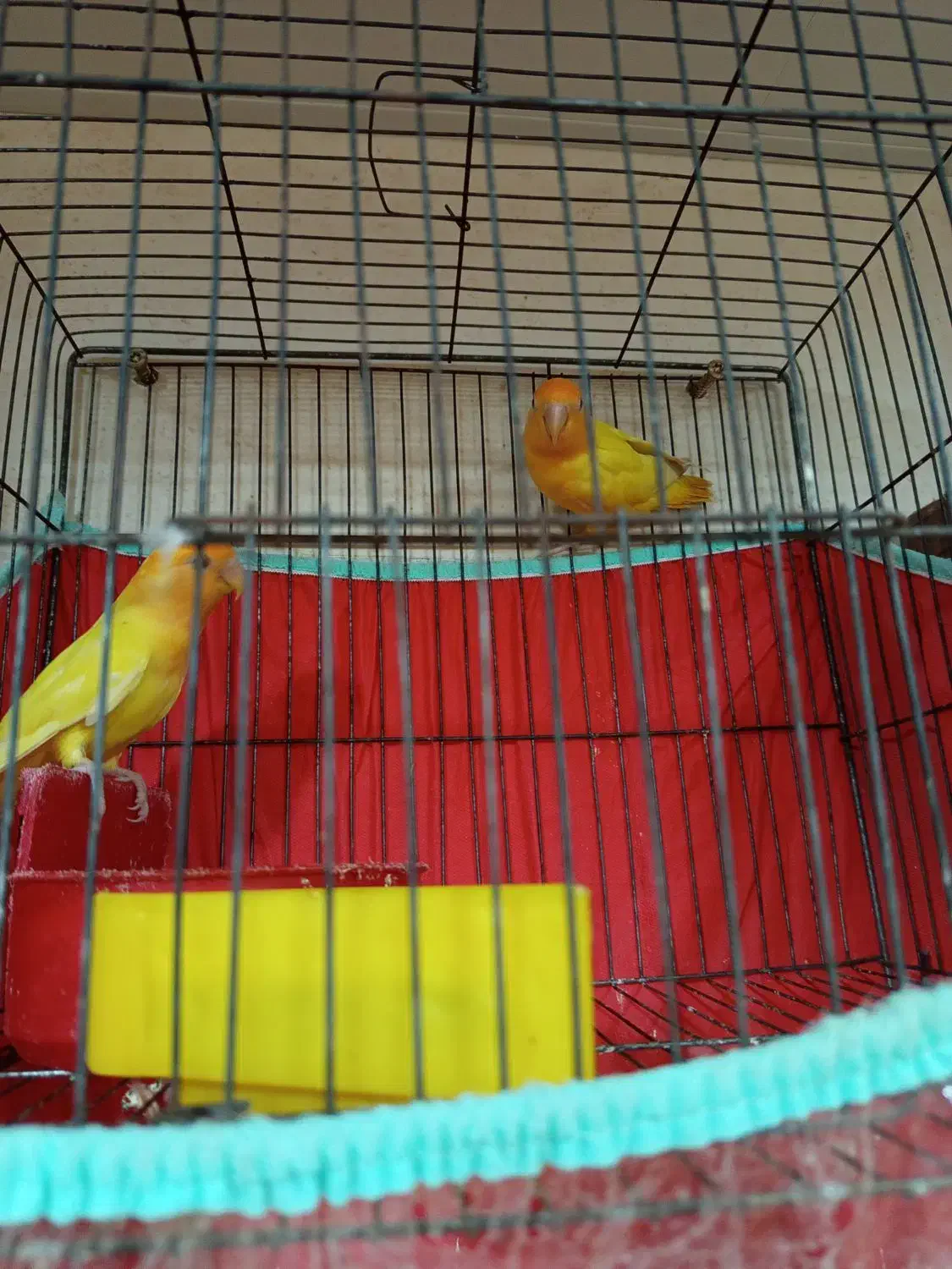 صورت هلویی برزیلی|پرنده|چغادک, |دیوار