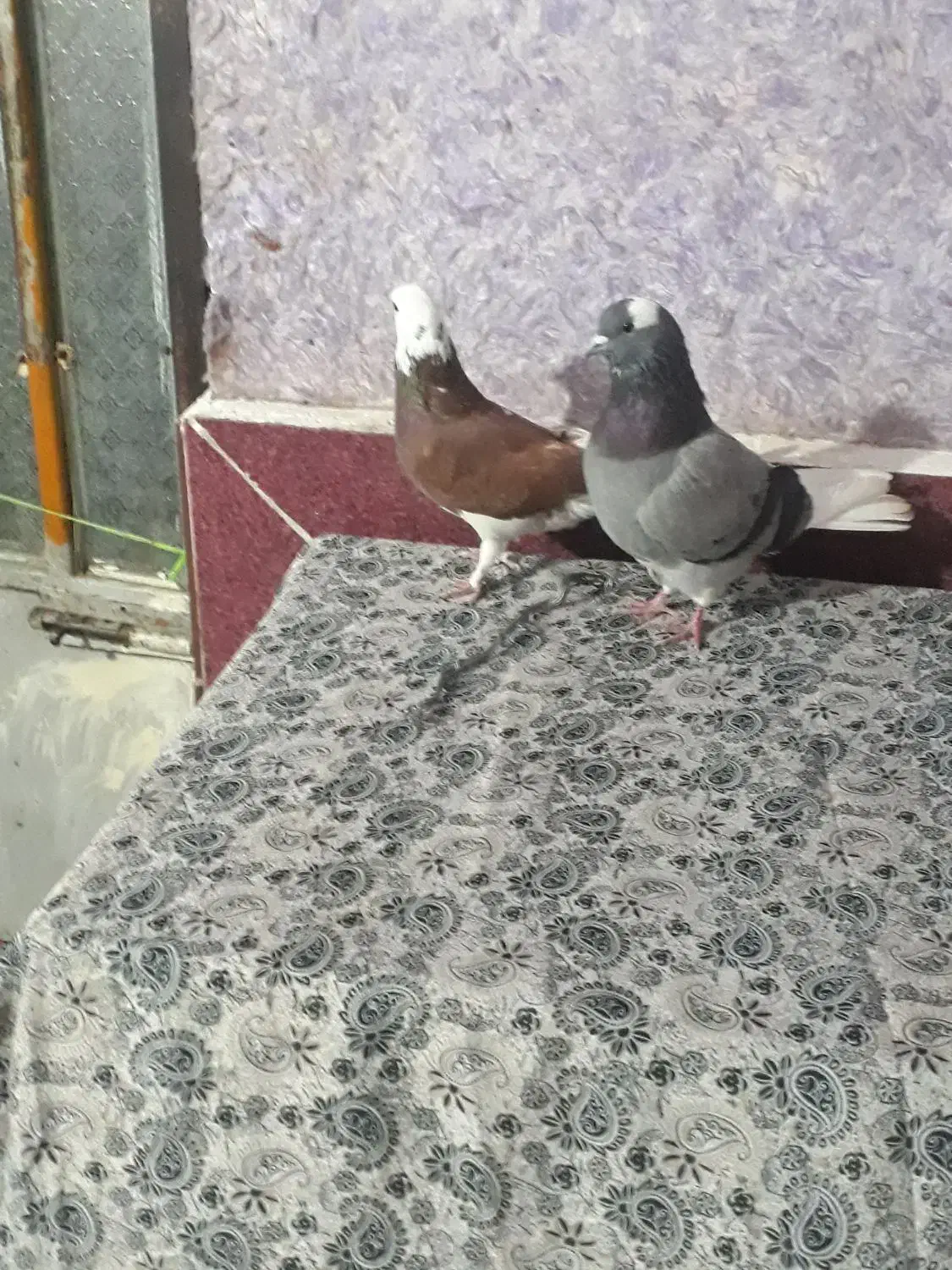 کبوتر شازده|پرنده|فاضل آباد, |دیوار