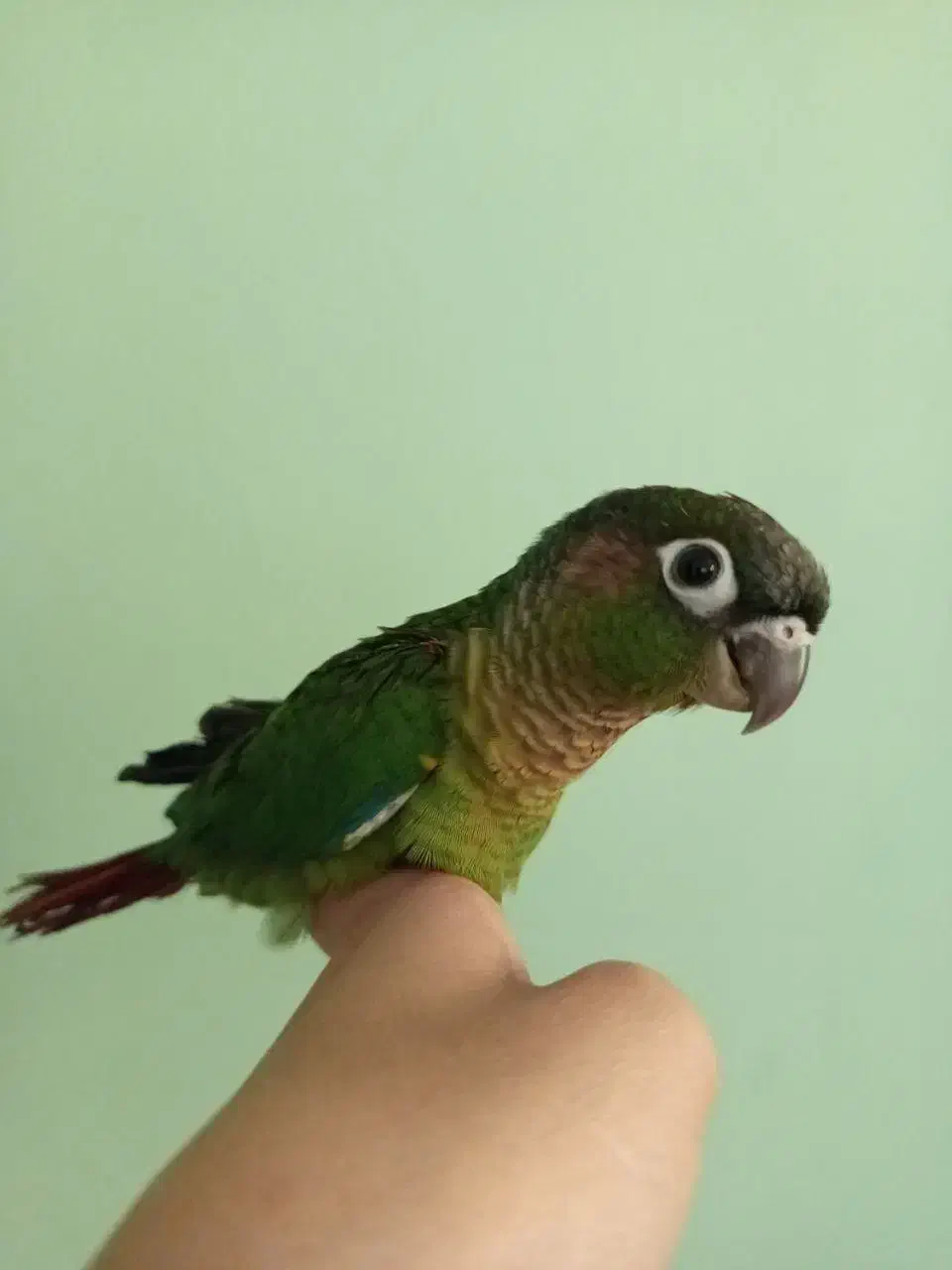 گرینچیک|پرنده|مشهد, ادیب نیشابوری (شهرک غرب)|دیوار