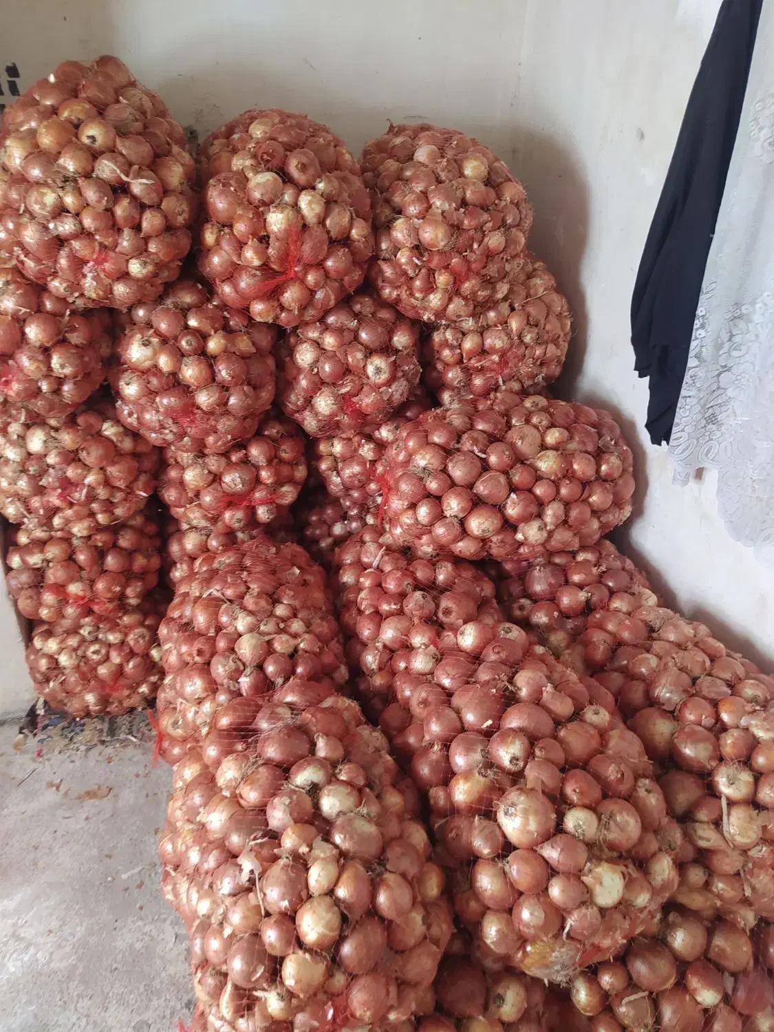 پیاز ارگانیک درجه یک زنجانرود رقم والنسیا|خوردنی و آشامیدنی|زنجانرود, |دیوار