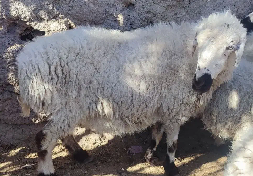 فروش دو تا میش با دو بره|حیوانات مزرعه|جلگه ماژان, |دیوار