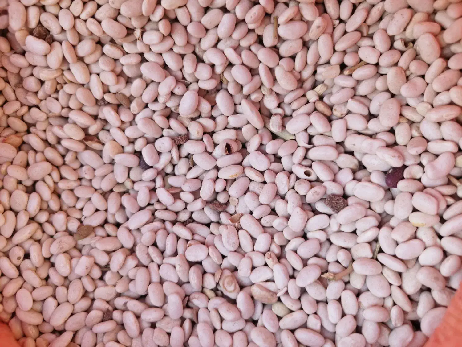 لوبیا سفید|خوردنی و آشامیدنی|فیروزآباد (لرستان), |دیوار