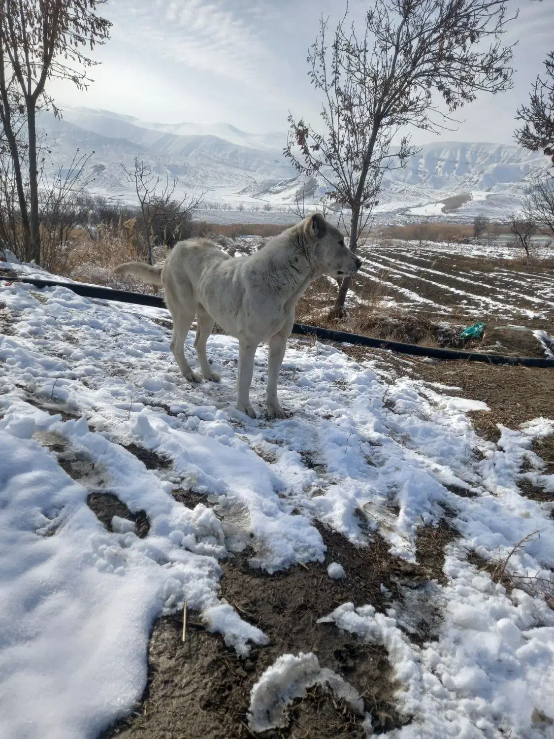 ماده سگ|سگ|گرمخان, |دیوار
