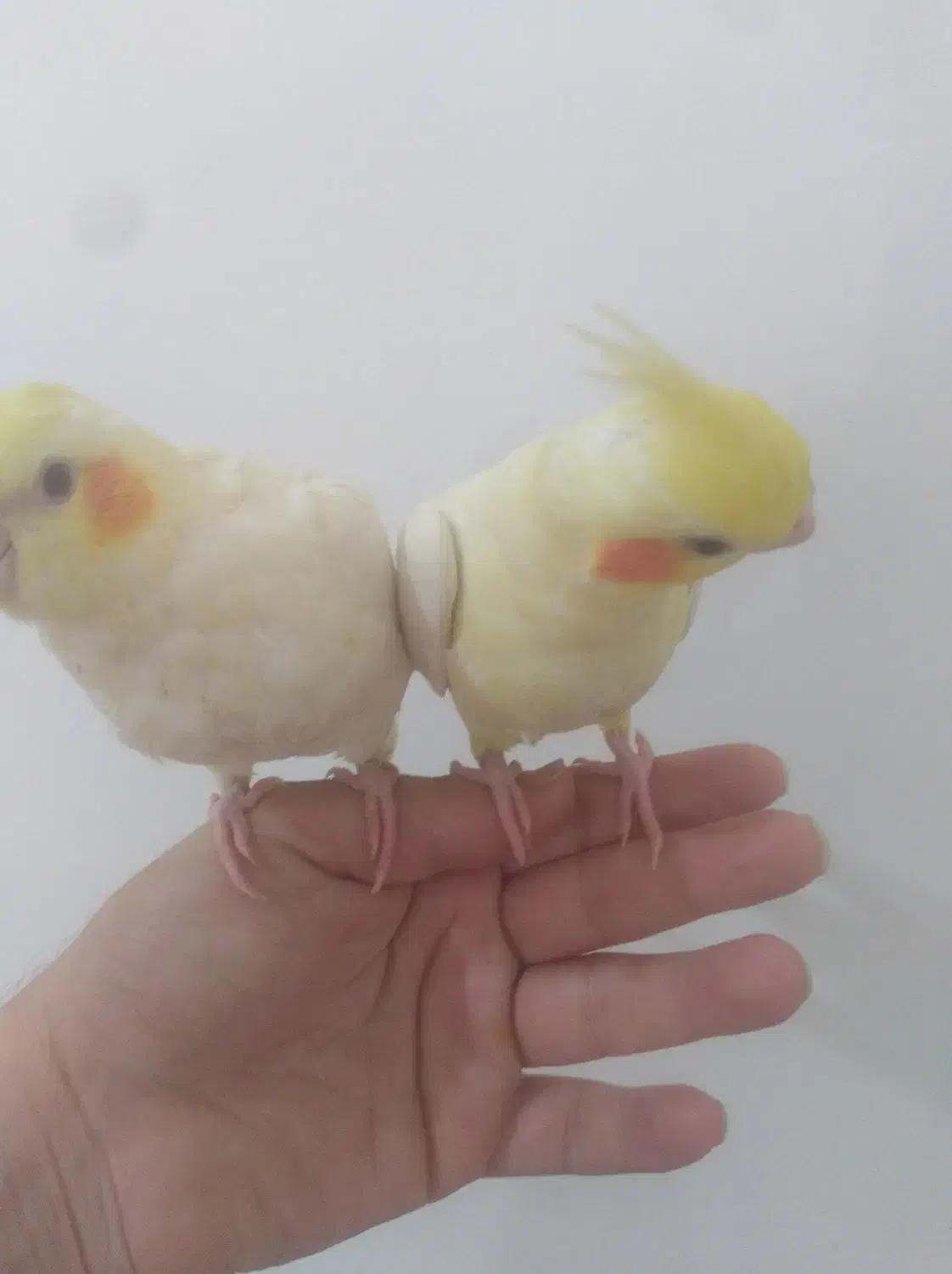 عروس هلندی جوجه|پرنده|قائمشهر, |دیوار