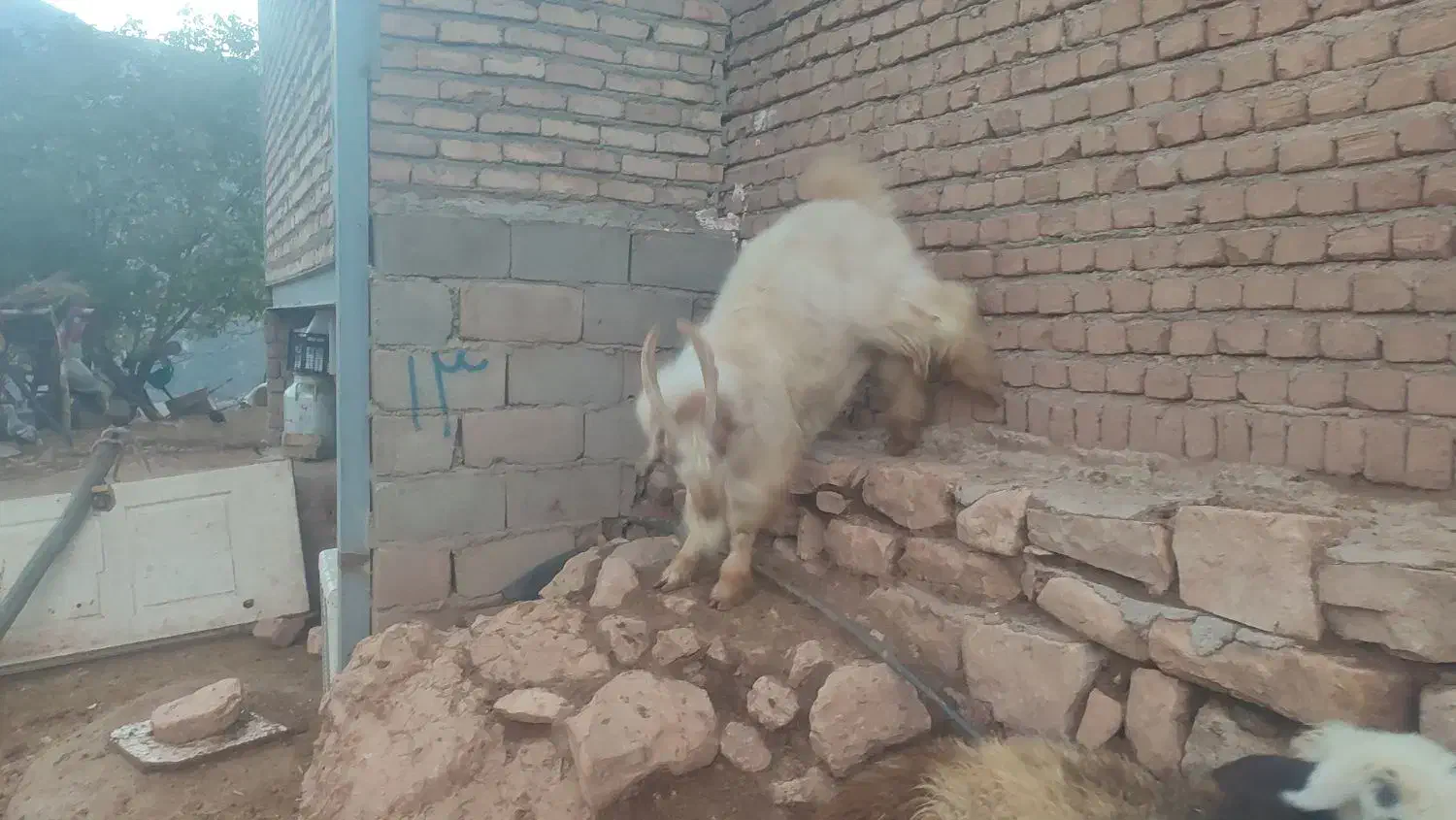 نربز|حیوانات مزرعه|پاپی, |دیوار