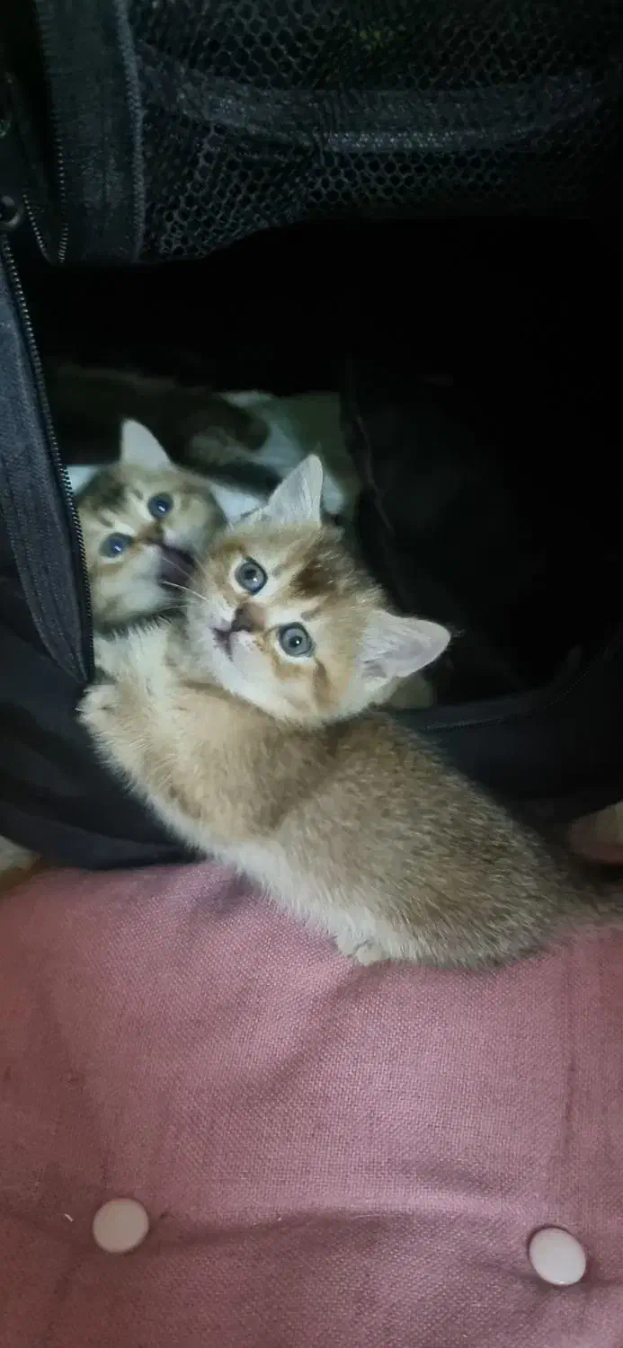 بچه گربه های ناز بریتیش و اسکاتیش|گربه|اهواز, زیباشهر|دیوار