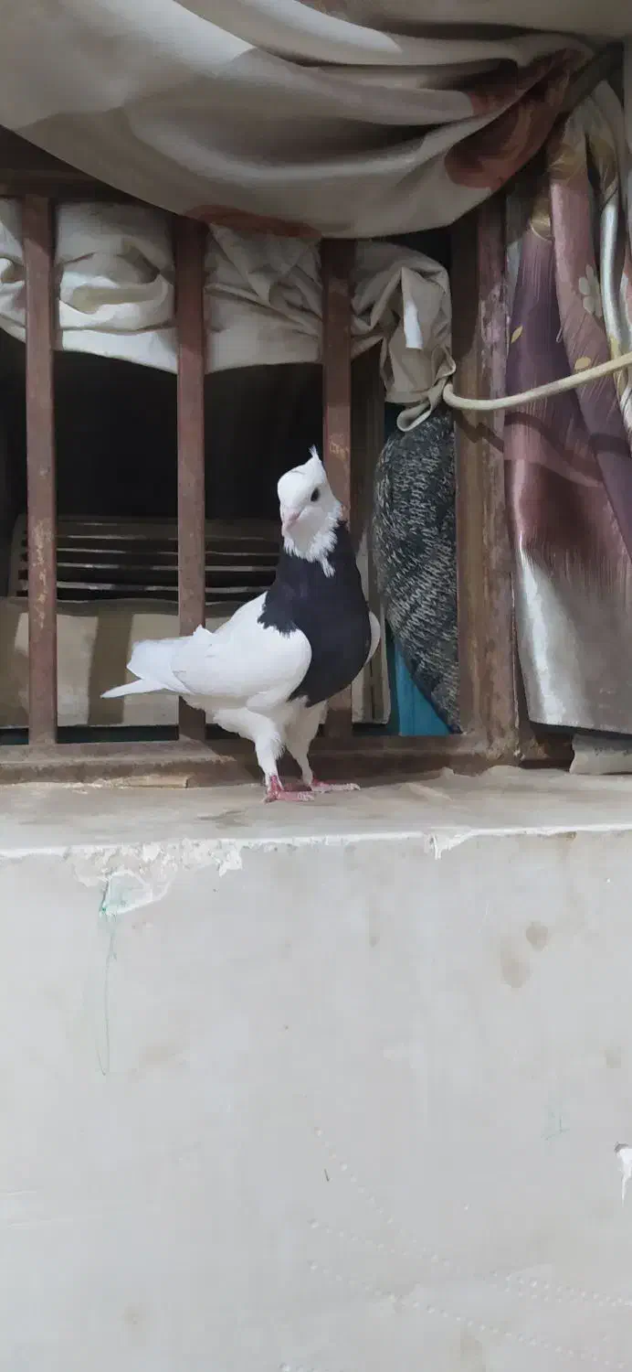 طوقی نر کاکل عروسک|پرنده|هامون, |دیوار