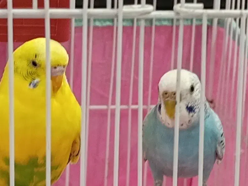 مرغ عشق نر وماده|پرنده|هشتگرد, شهرک بعثت|دیوار