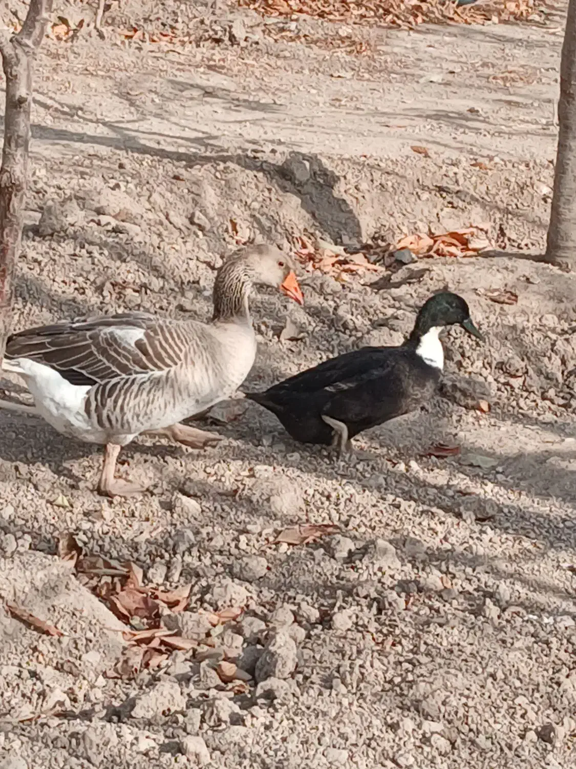 غاز محلی و اردک محلی|حیوانات مزرعه|مشگین شهر, |دیوار