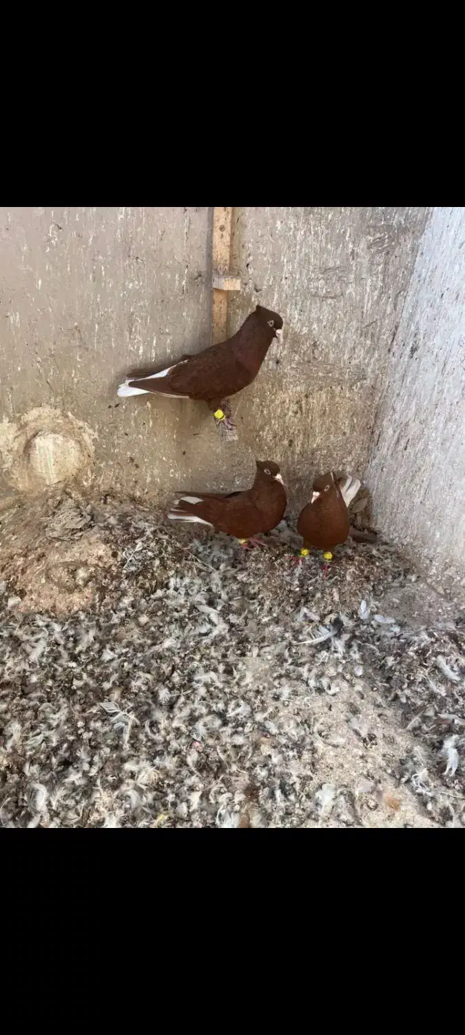 کبوترسرخ دم سفید|پرنده|اقبالیه, |دیوار