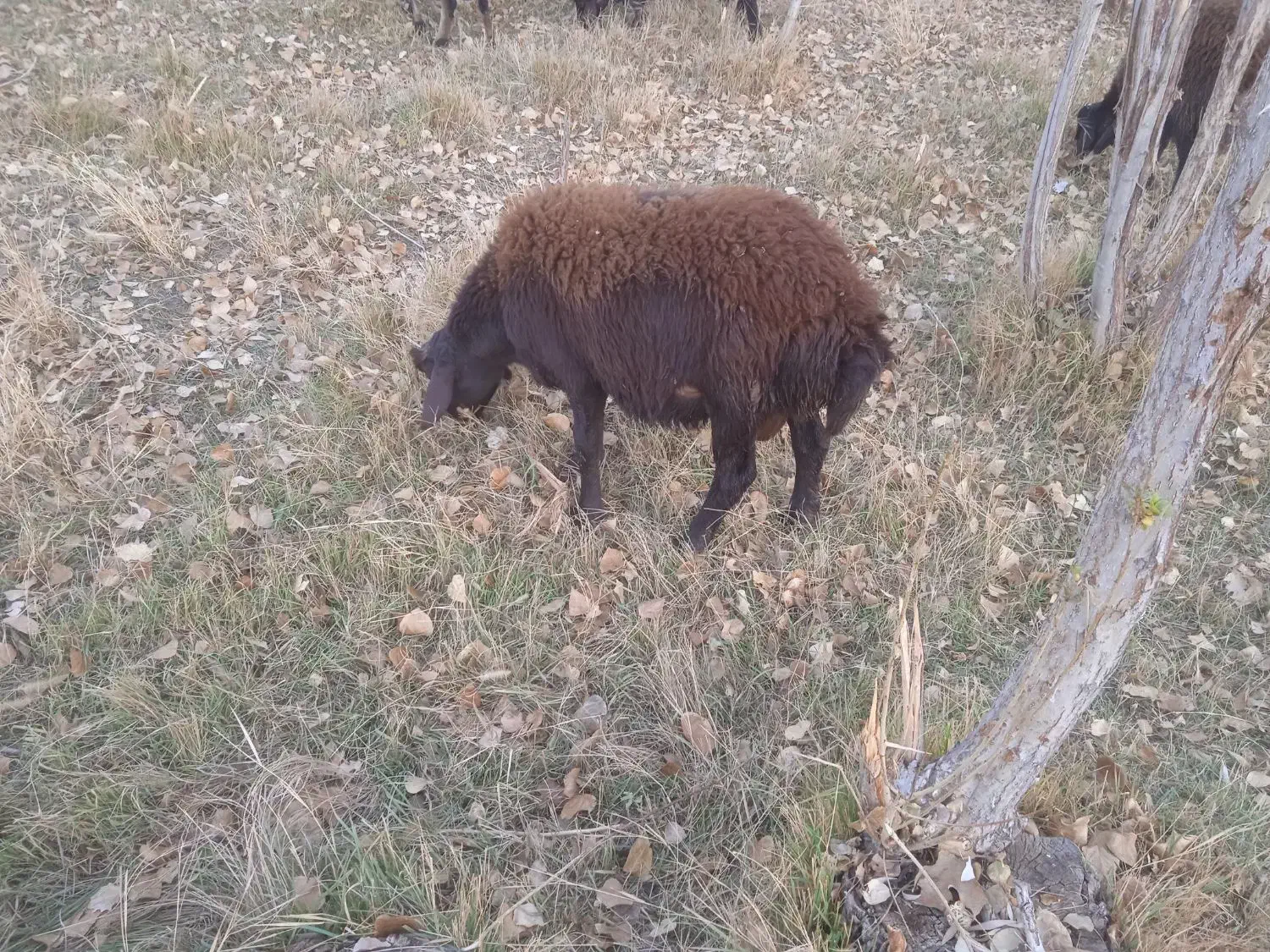 گوسفند|حیوانات مزرعه|زند, |دیوار