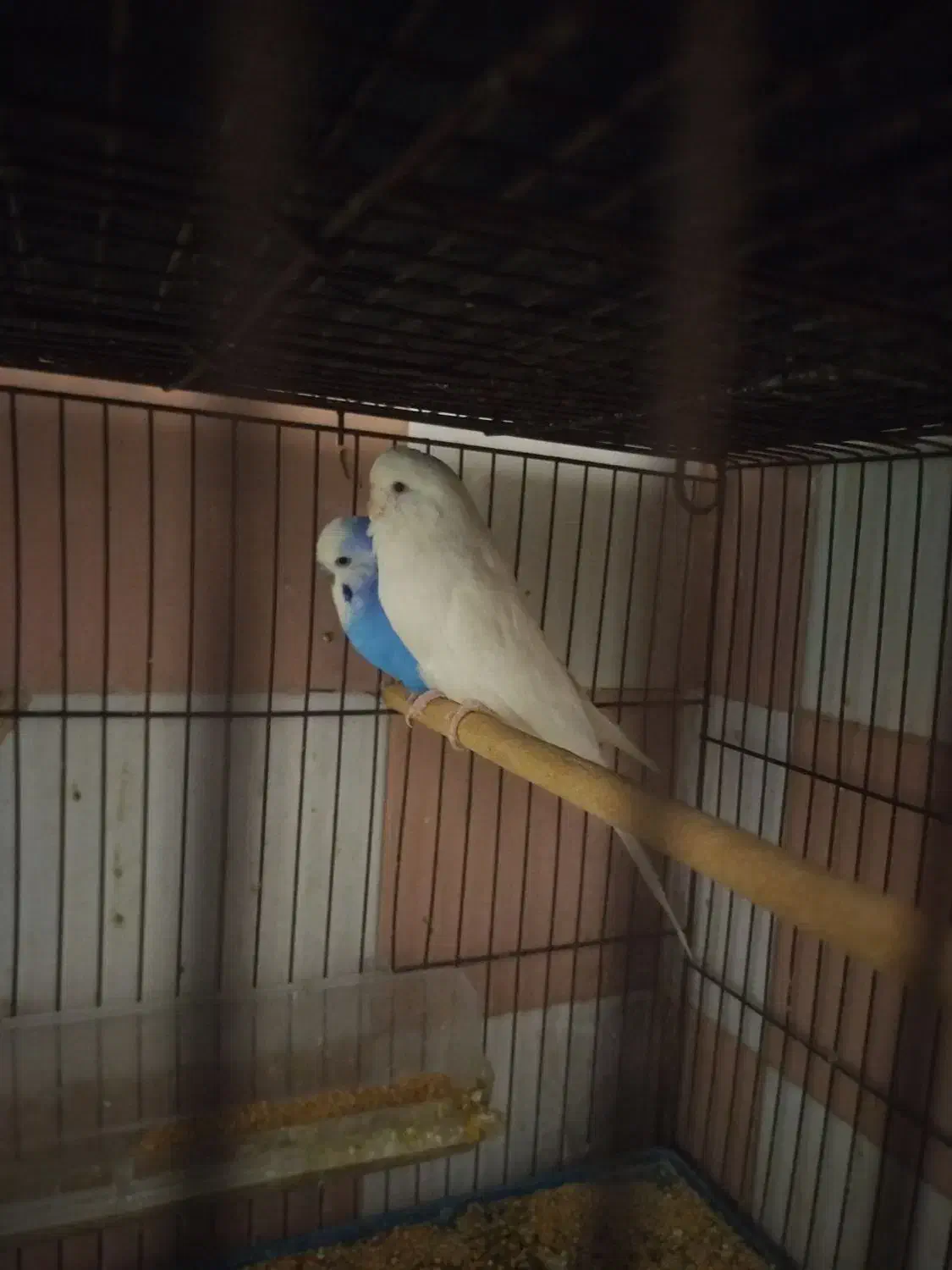 پرنده|پرنده|آران و بیدگل, |دیوار