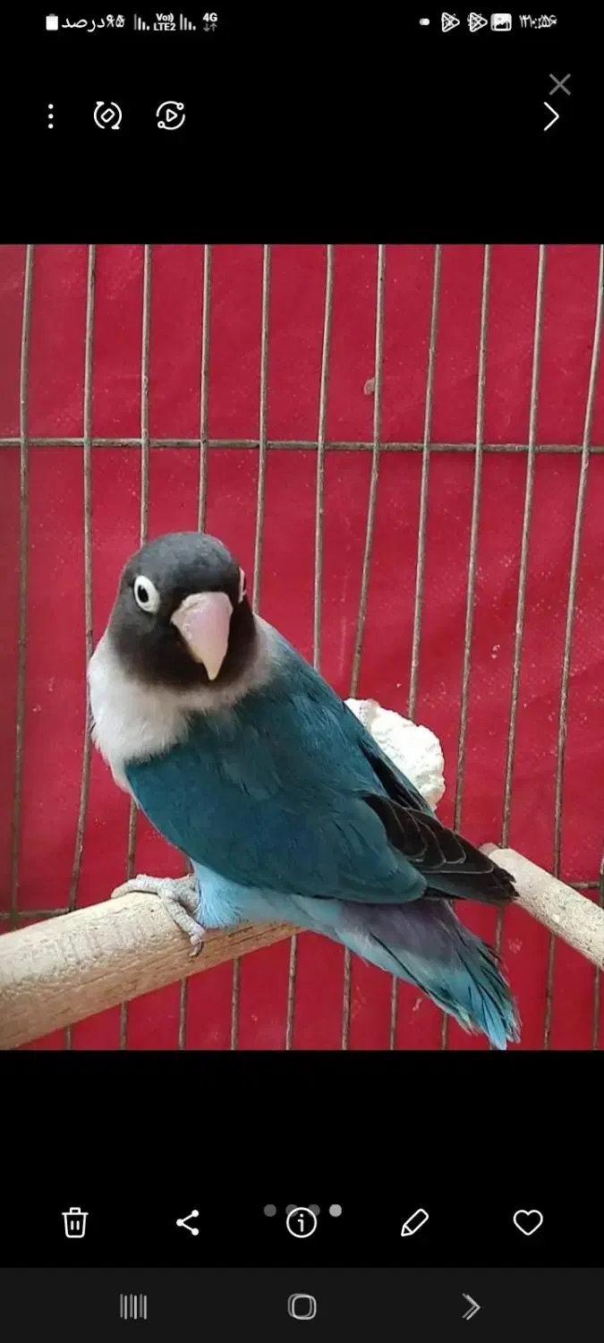 کوتوله آبی کاربری نقاب سیاه نر۱عددو۳عددسبز|پرنده|فولادشهر, مسکن مهر فولادشهر|دیوار