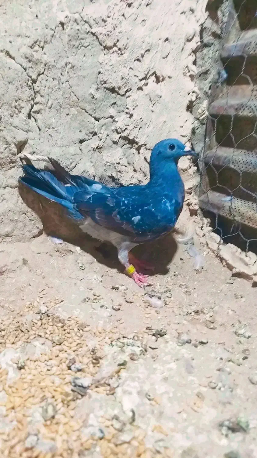 کبوتر گم شده|پرنده|هامون, |دیوار