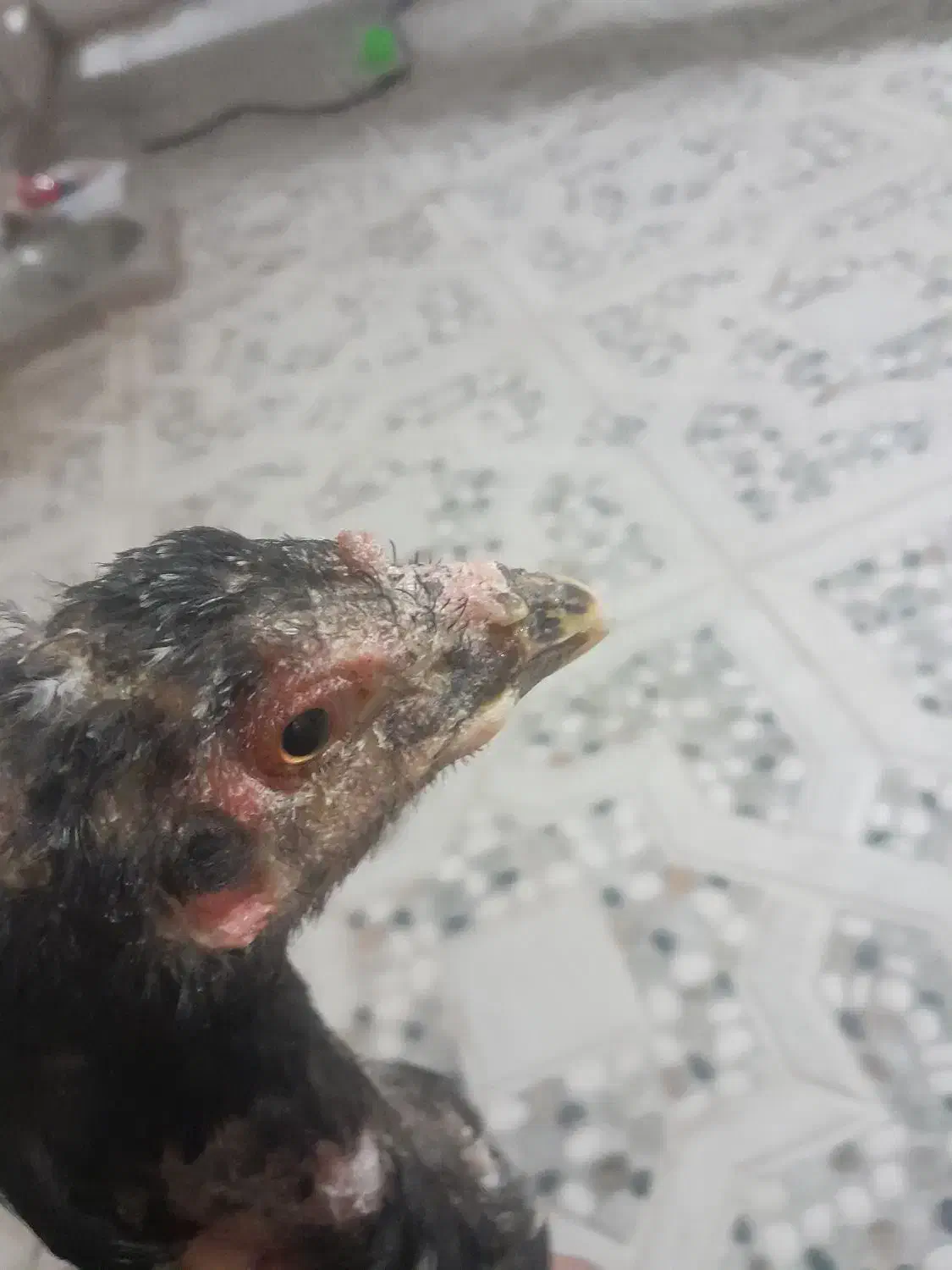 جوجه لاری|حیوانات مزرعه|سیرجان, |دیوار