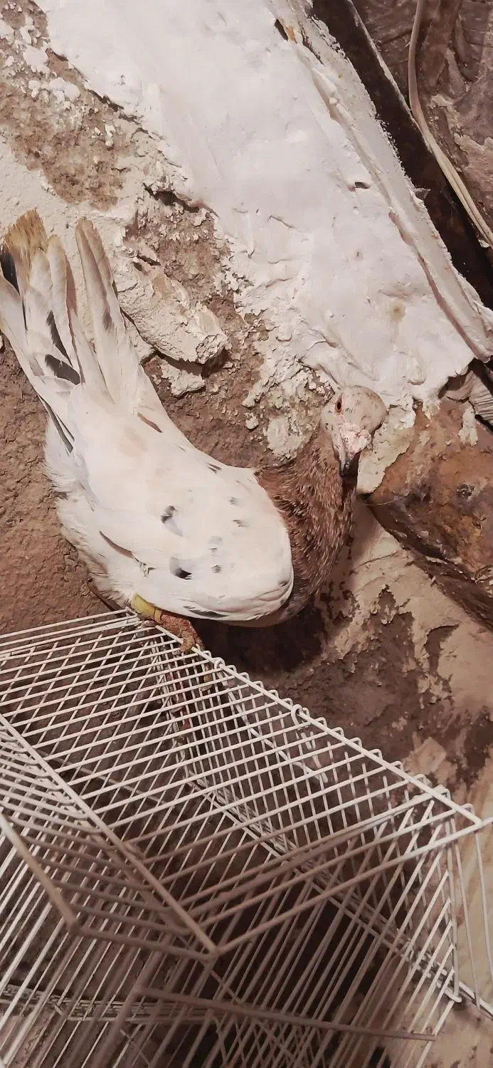 زرد هفرنگ نر مست مناسب جفت|پرنده|الوند, |دیوار