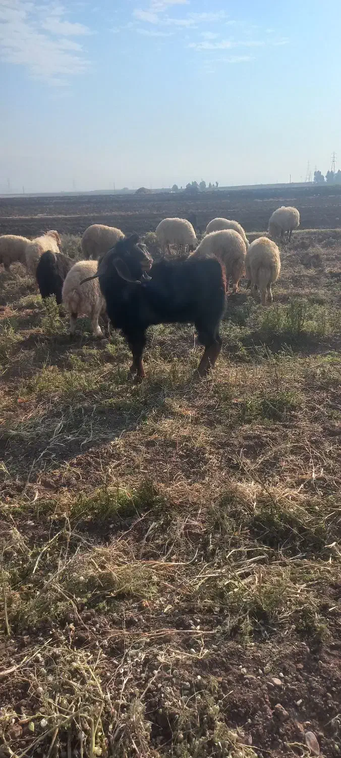 نر بز نژاد دار|حیوانات مزرعه|دره شهر, |دیوار