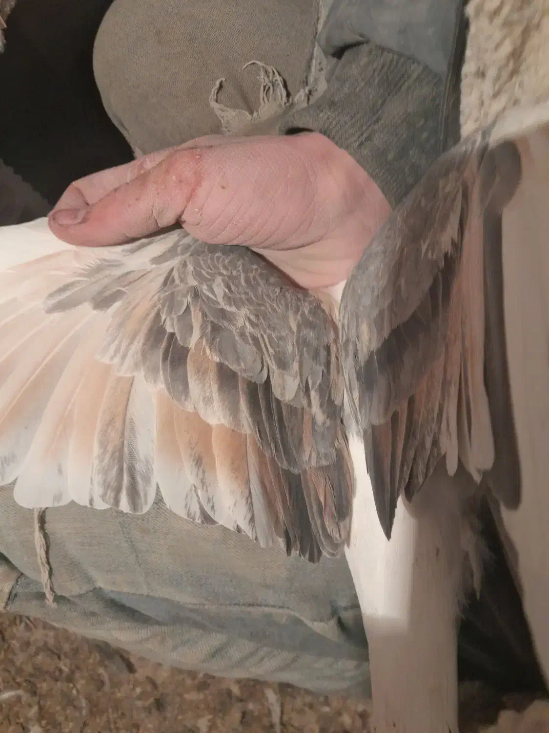 پشتی|پرنده|سبزوار, سجاد|دیوار